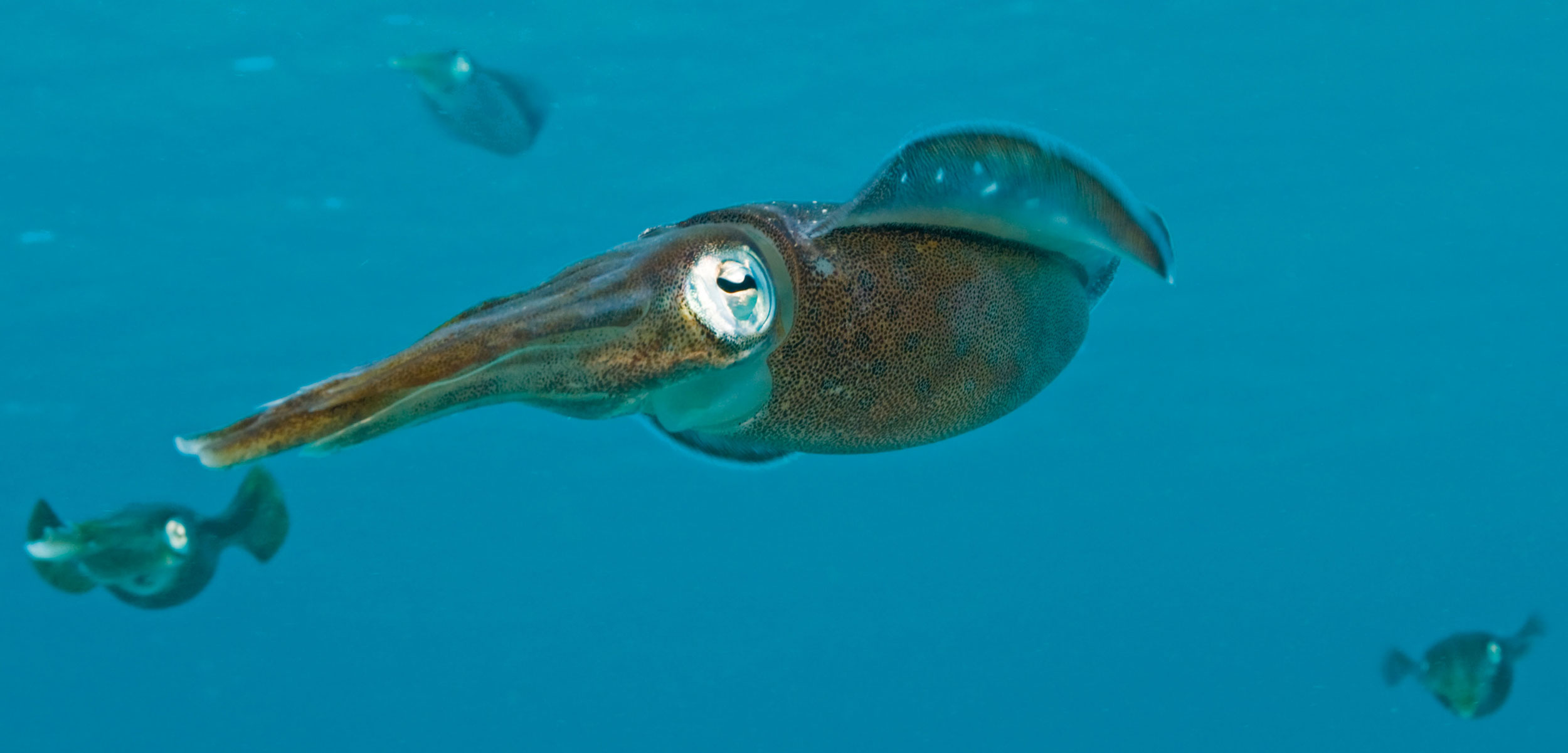 arrow squid
