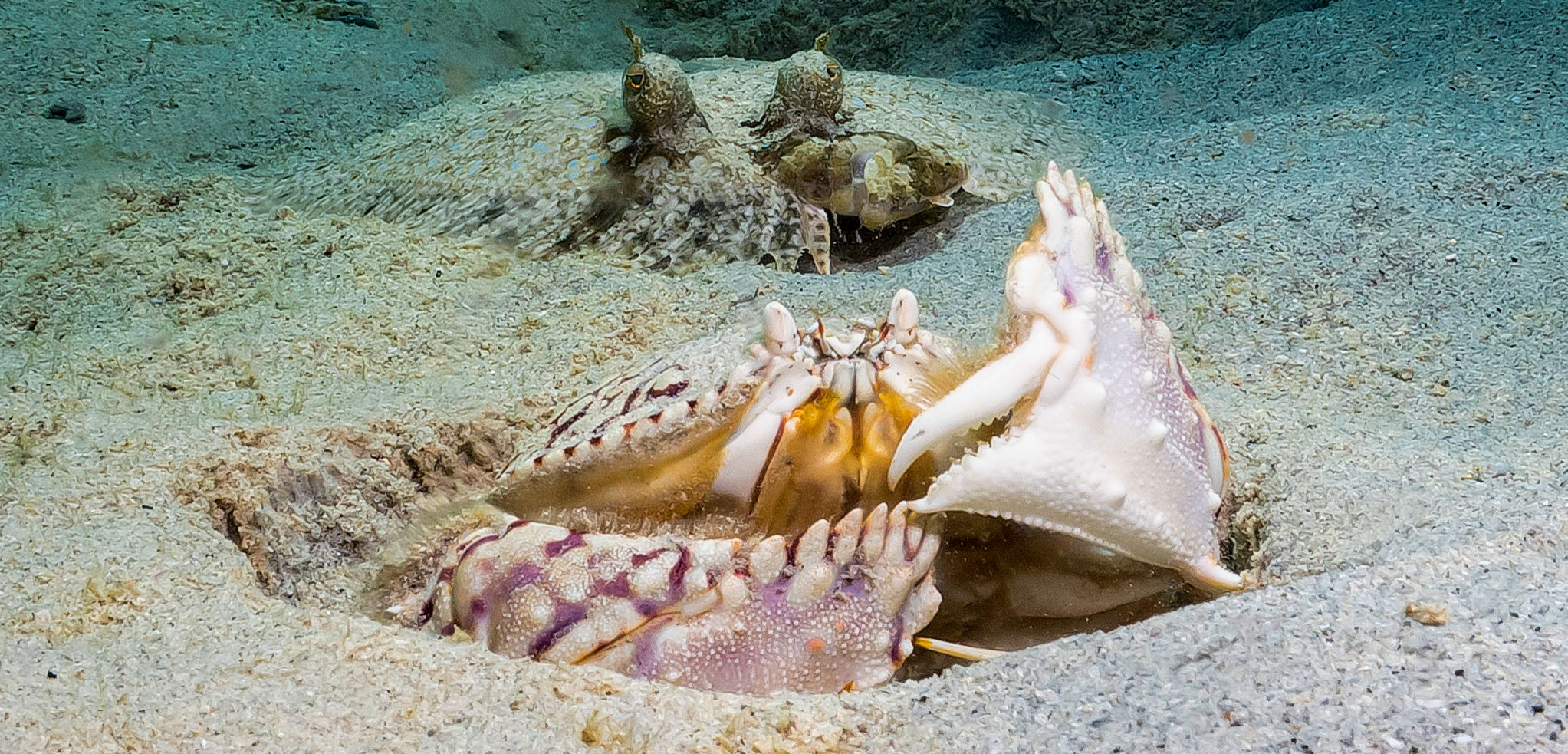 Flounder following a box crab