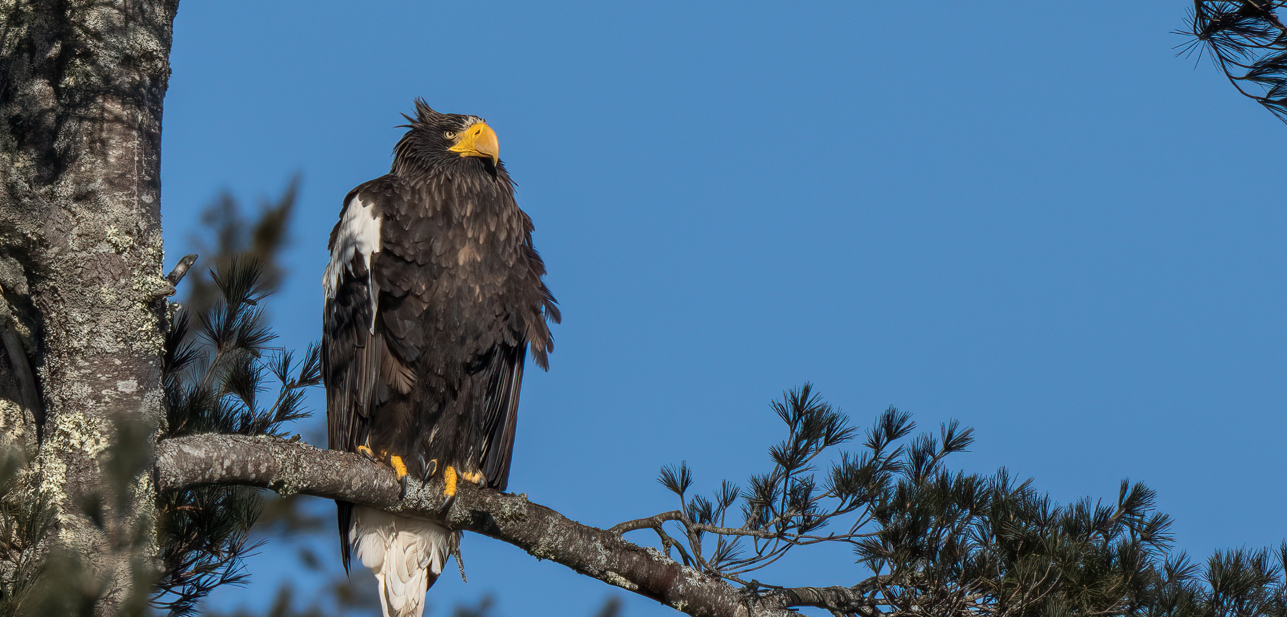 A shot of a big brown eagle with white wings tips sitting on a branch with the blue sky behind