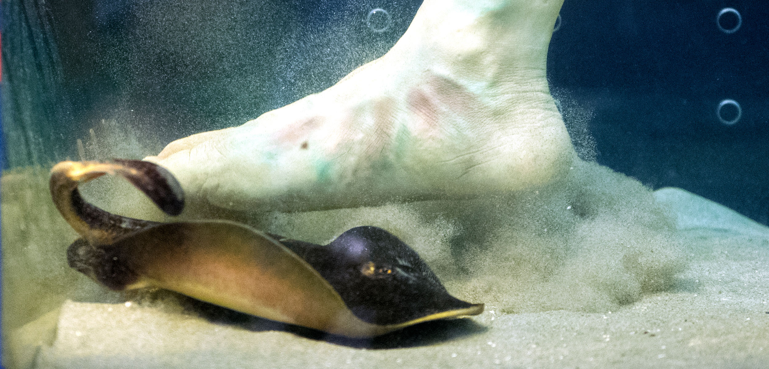 fake foot approaching a stingray in a tank