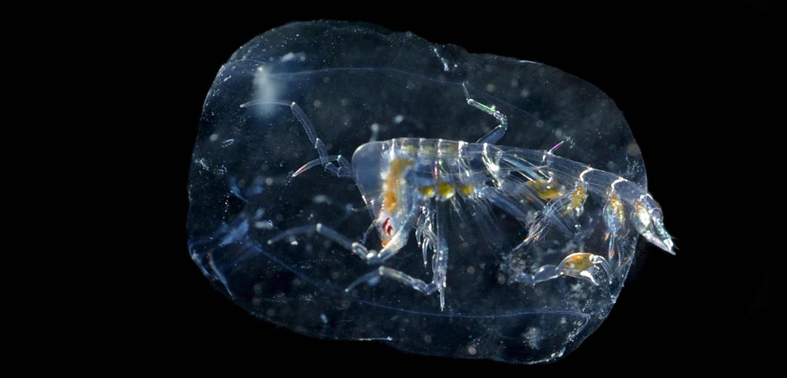 Planktonic marine organisms are important to all of life on Earth. They vary mightily in shape and size: the microscopic hyperiid amphipod, for example, looks like a monster trapped in a gelatinous barrel. Photo by Sonke Johnsen/Visuals Unlimited/Corbis
