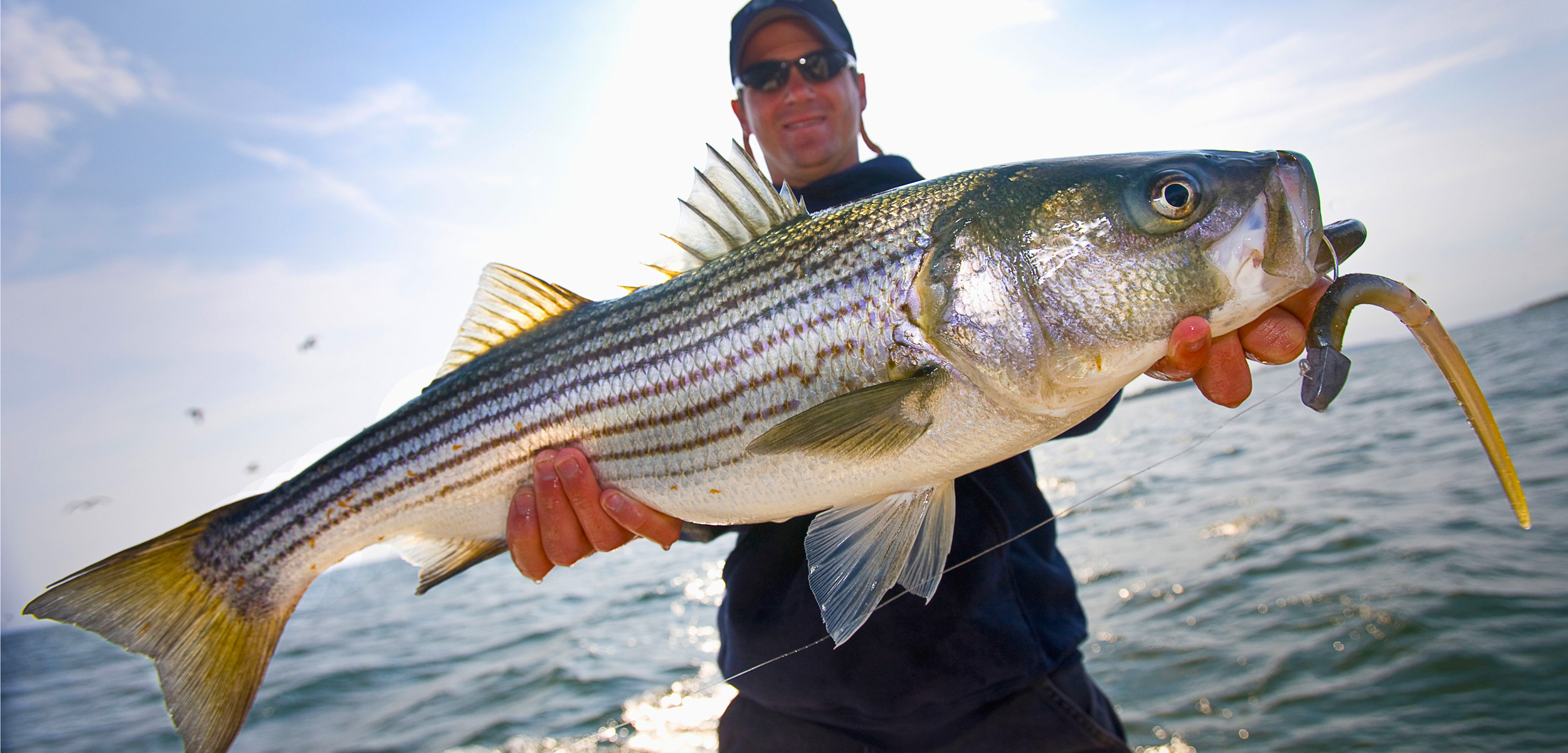 fisher with striped bass