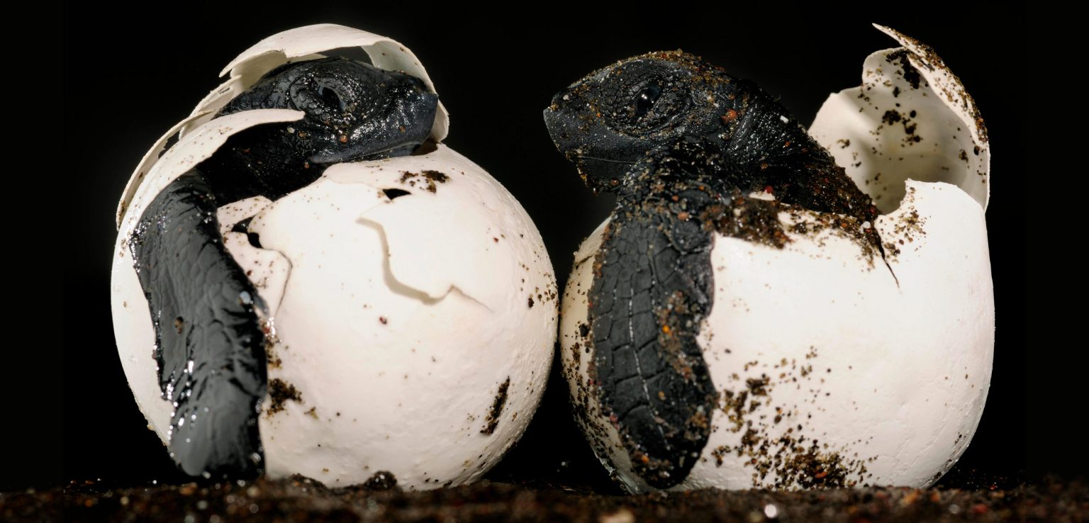 Черепашата вылупляются Болотной черепахи