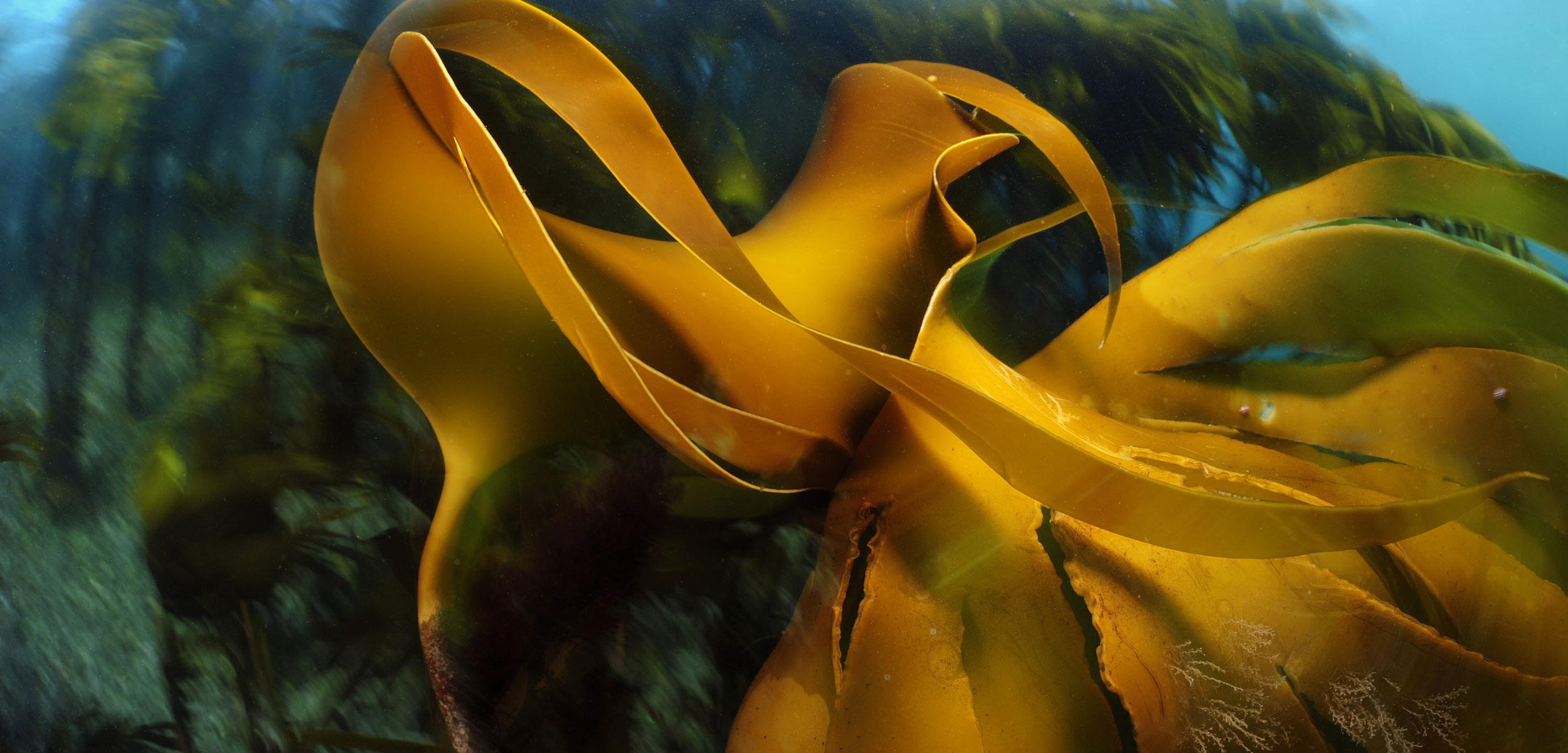 Laminaria hyperborea kelp