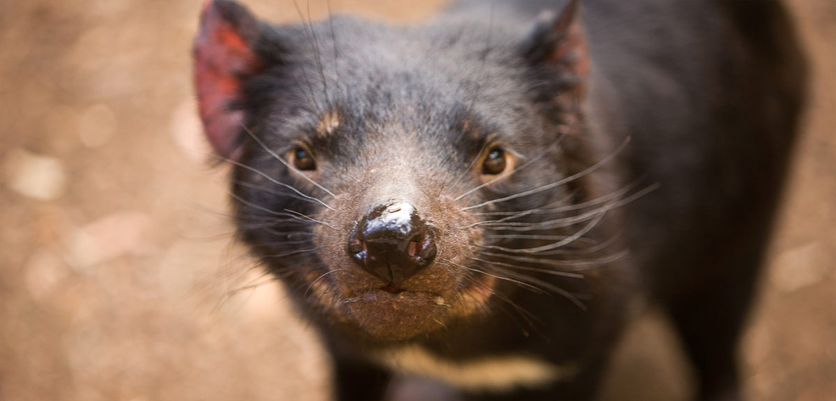 The Tasmanian devil is an icon of its home territory, but disease has ravaged the population. Biologists are rushing to raise devils in captivity and release them in disease-free areas before it’s too late. Photo by Jake Warga/Corbis