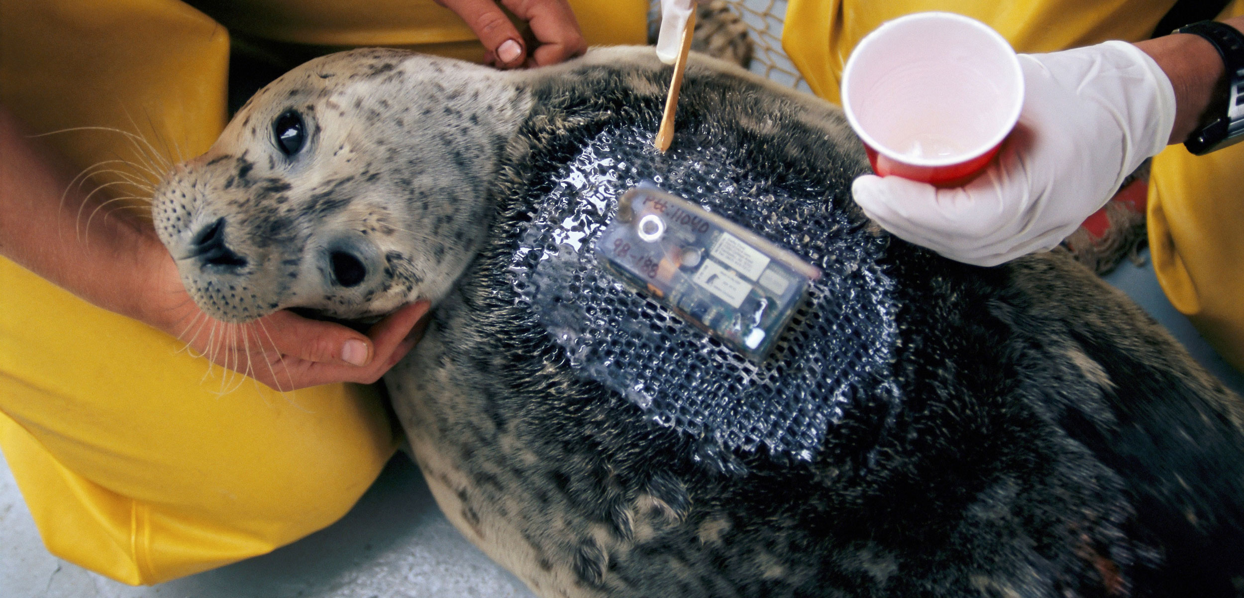 researchers attach a tracking device to a harbor seal