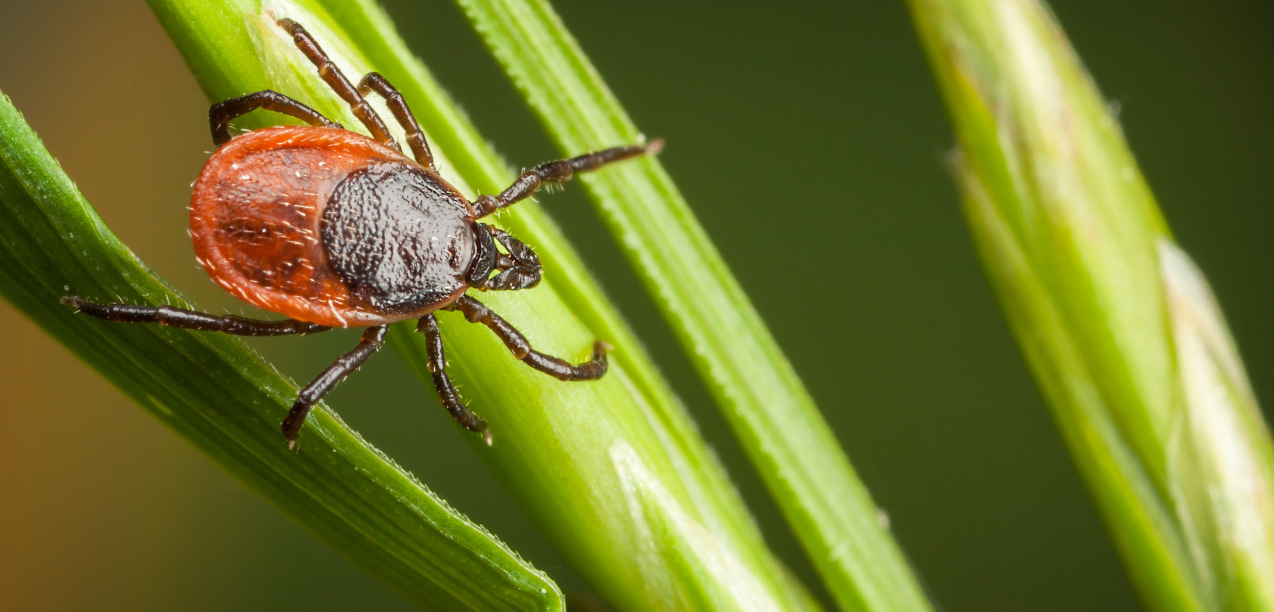 A deer tick infected with the Borrelia burgdorferi bacterium can cause Lyme disease in humans, typically after being attached to the body—often in hidden places, such as the groin, armpits, or scalp—for 36 to 48 hours. Photo by Risto Hunt/Alamy Stock Photo
