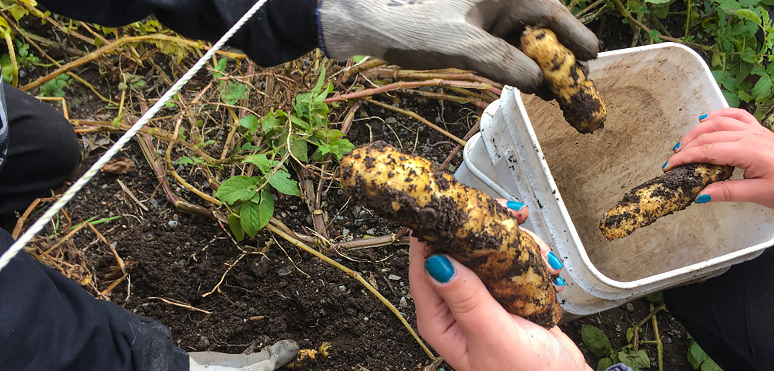Tlingit potatoes being harvested