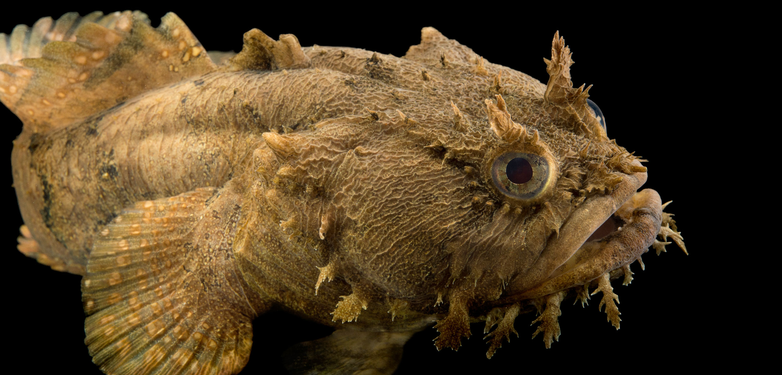 gulf toadfish scientific specimen