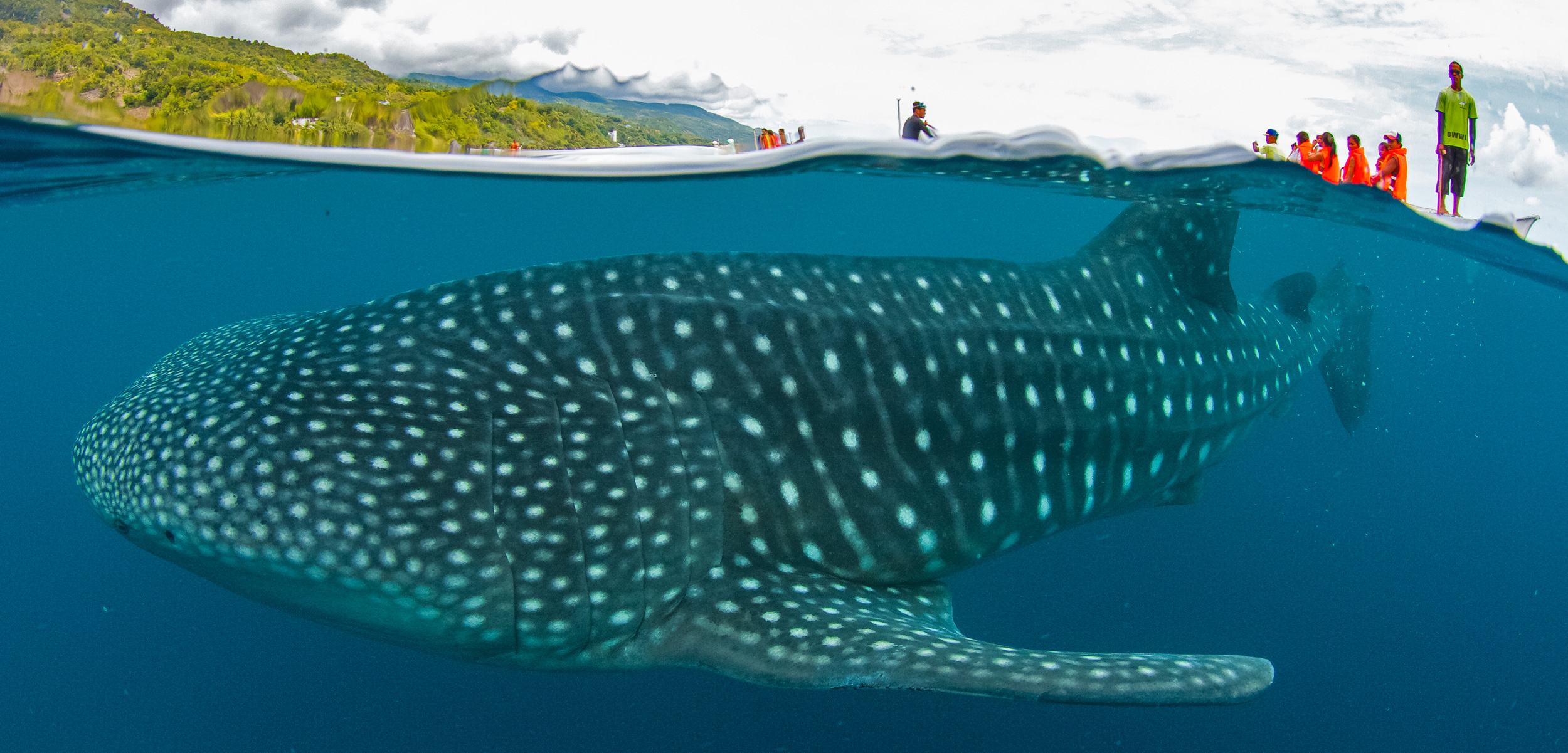tourists get close to a whale shark in the Philippines