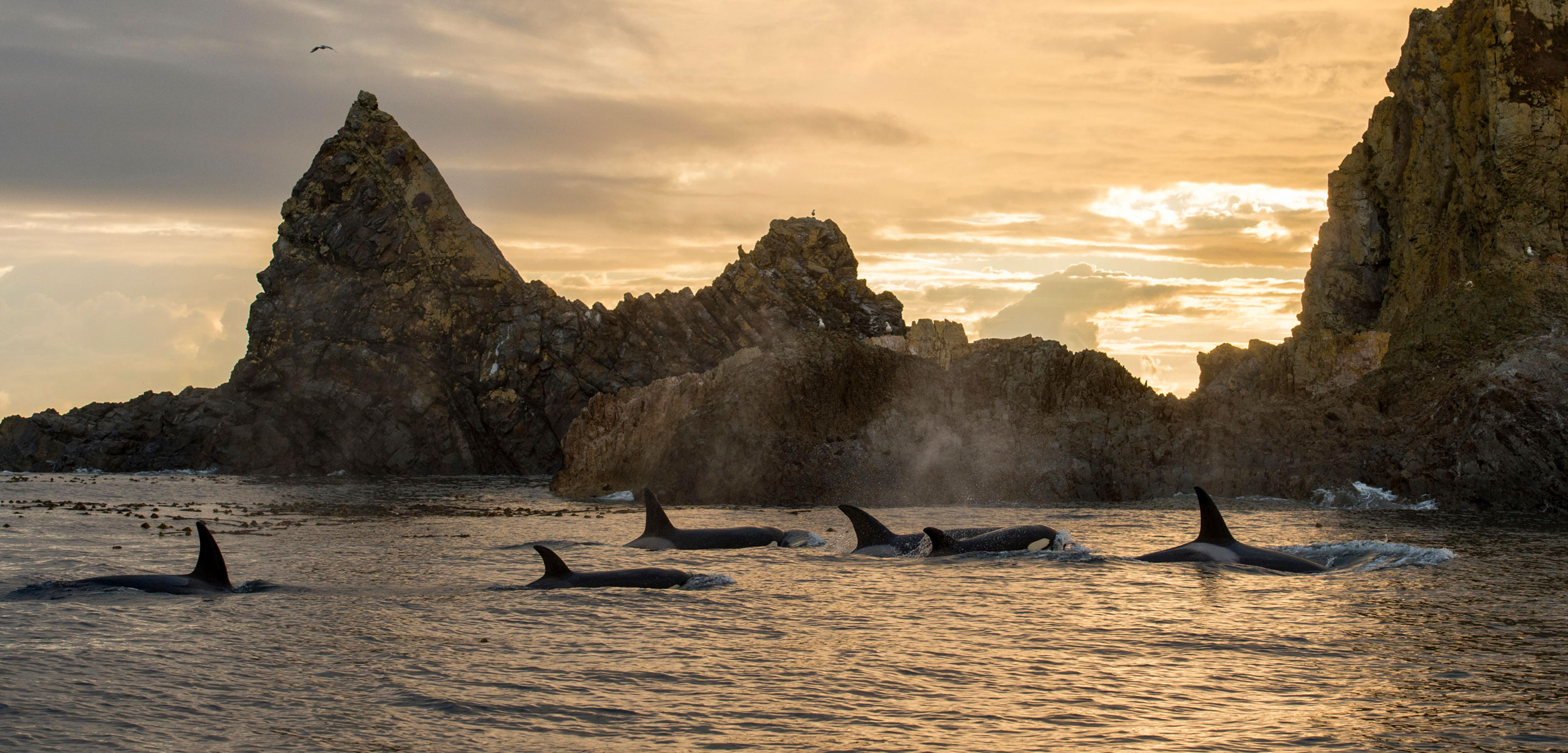 Salish Sea Killer Whales Have a Surprising New Way of Hunting | Hakai  Magazine