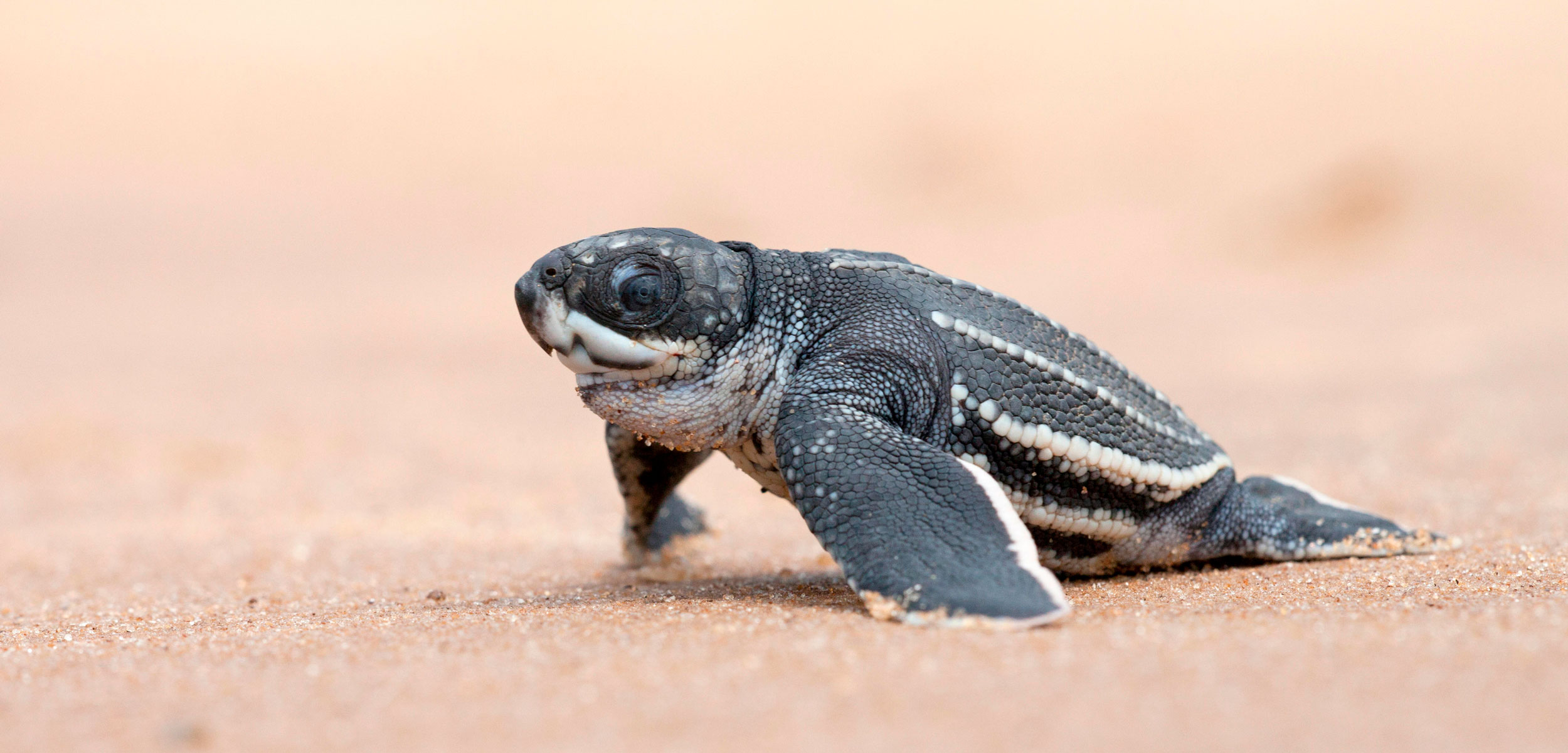 baby leatherback turtle