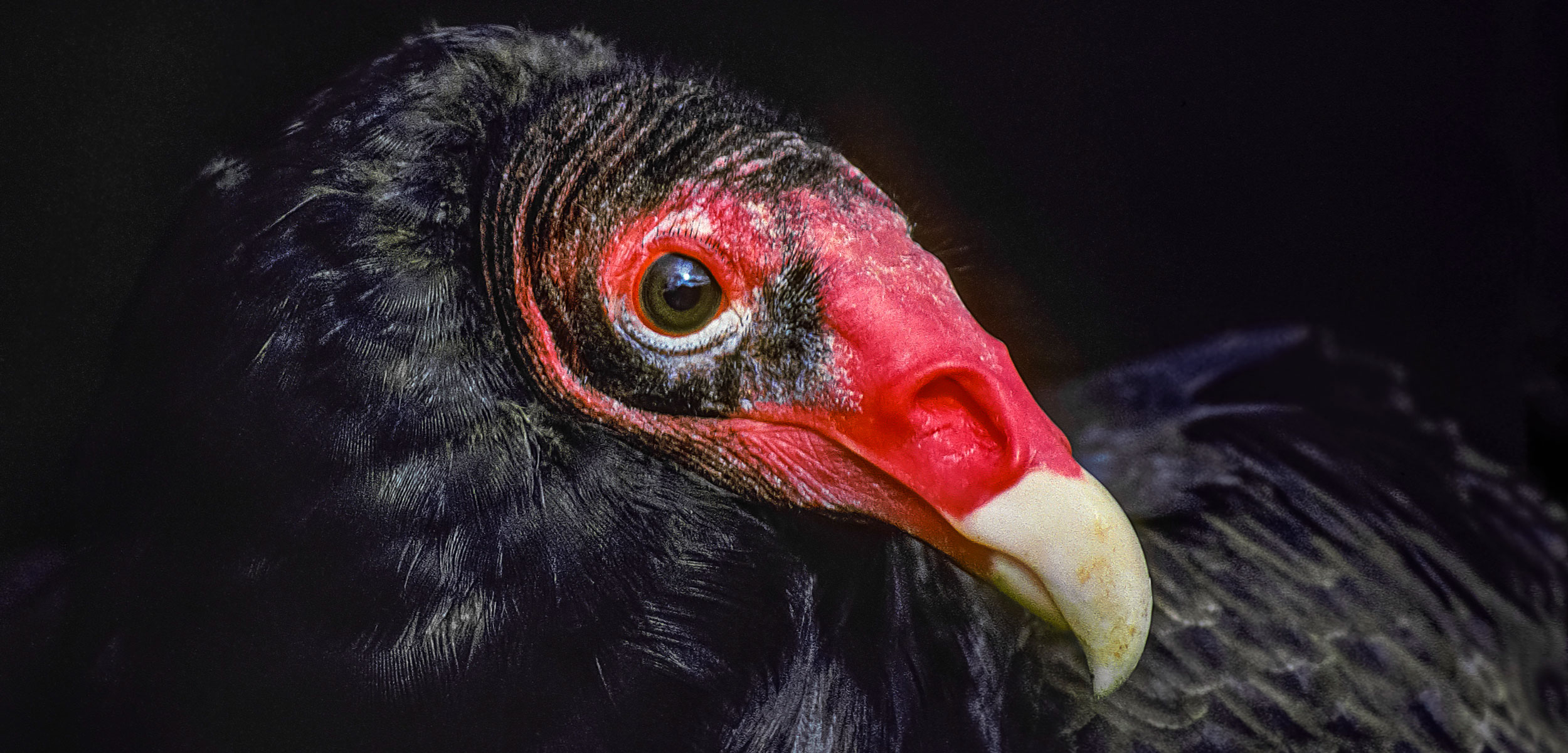 Close up of turkey vulture head