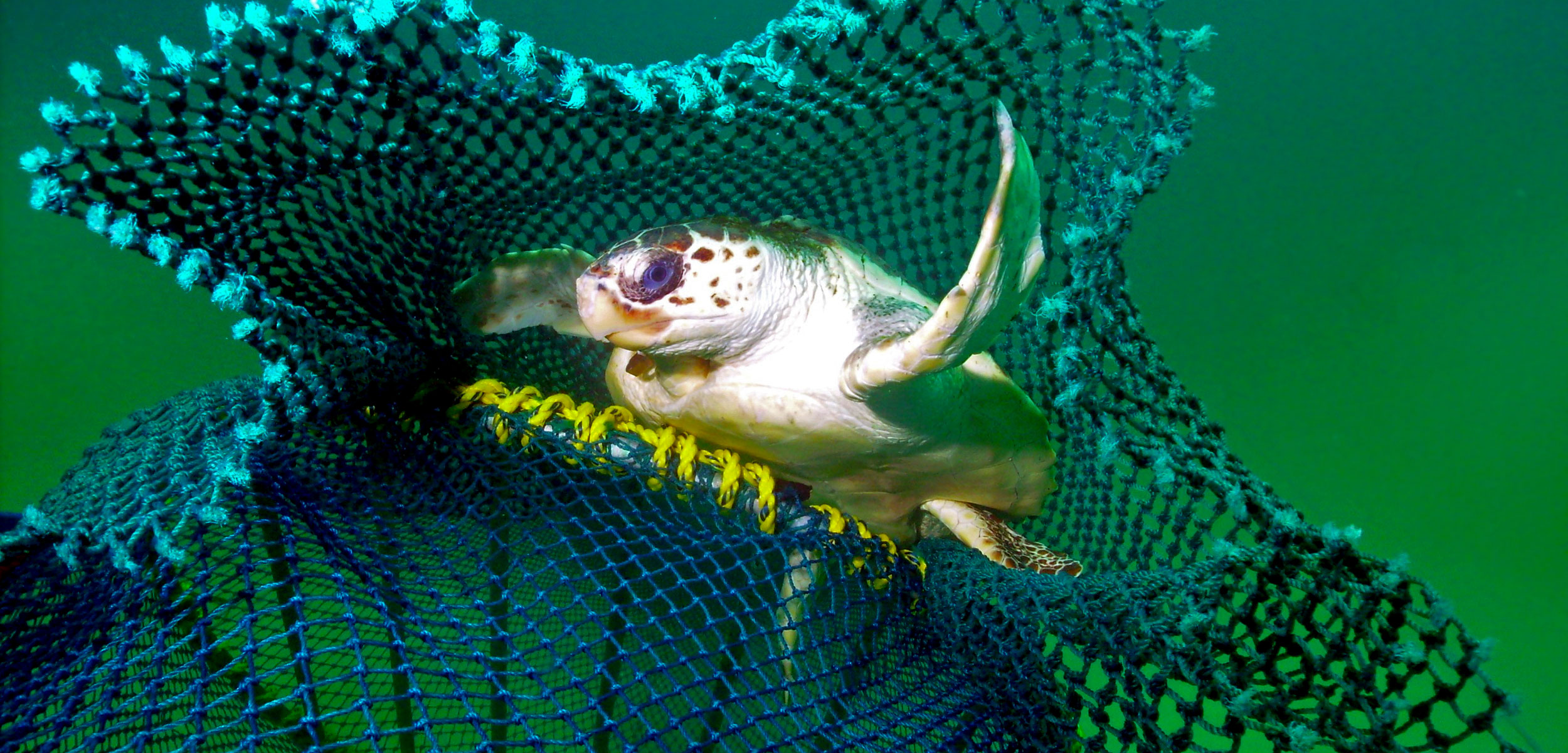 loggerhead turtle successfully escapes a net with a turtle excluder device installed