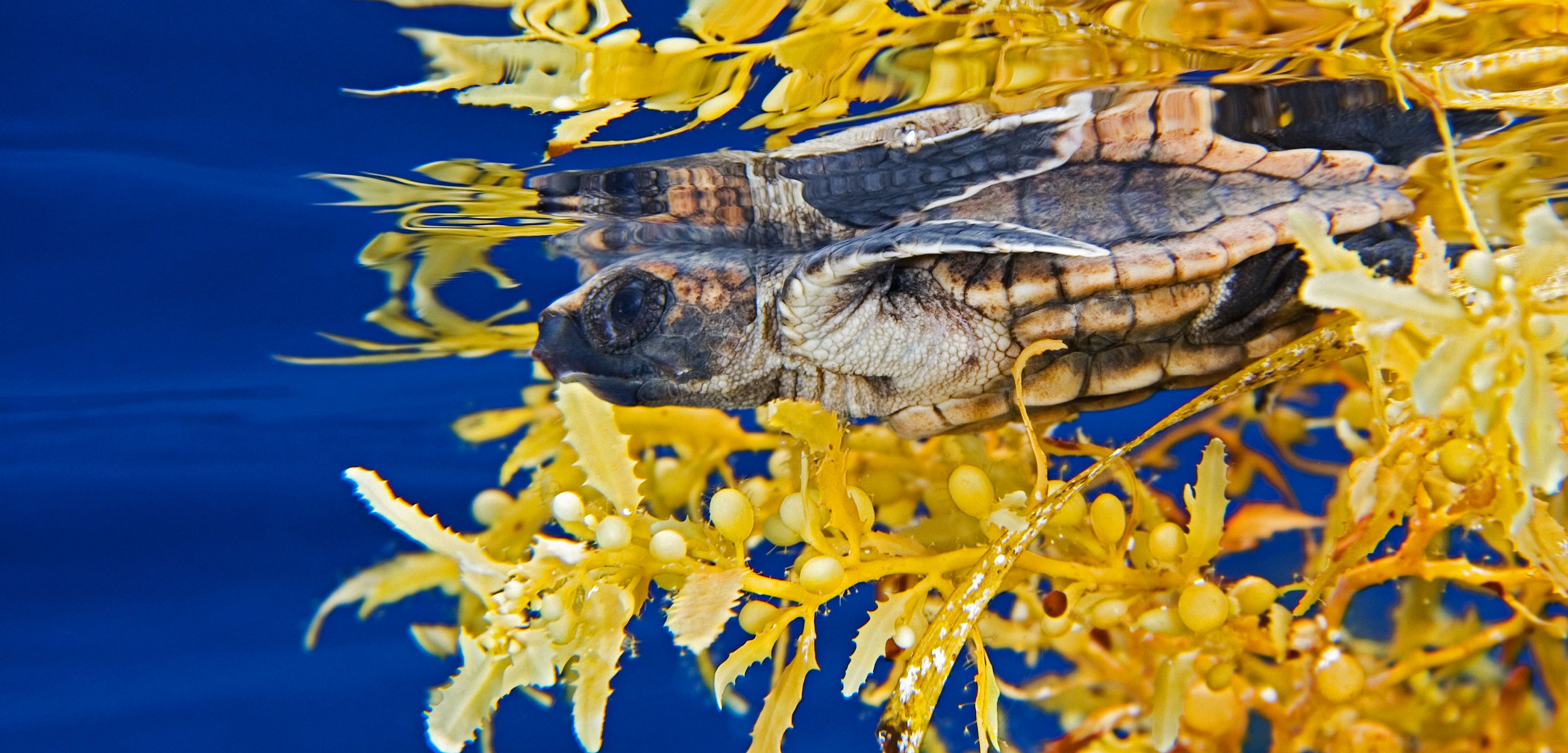 Loggerhead Sea Turtle hatchling in sargassum