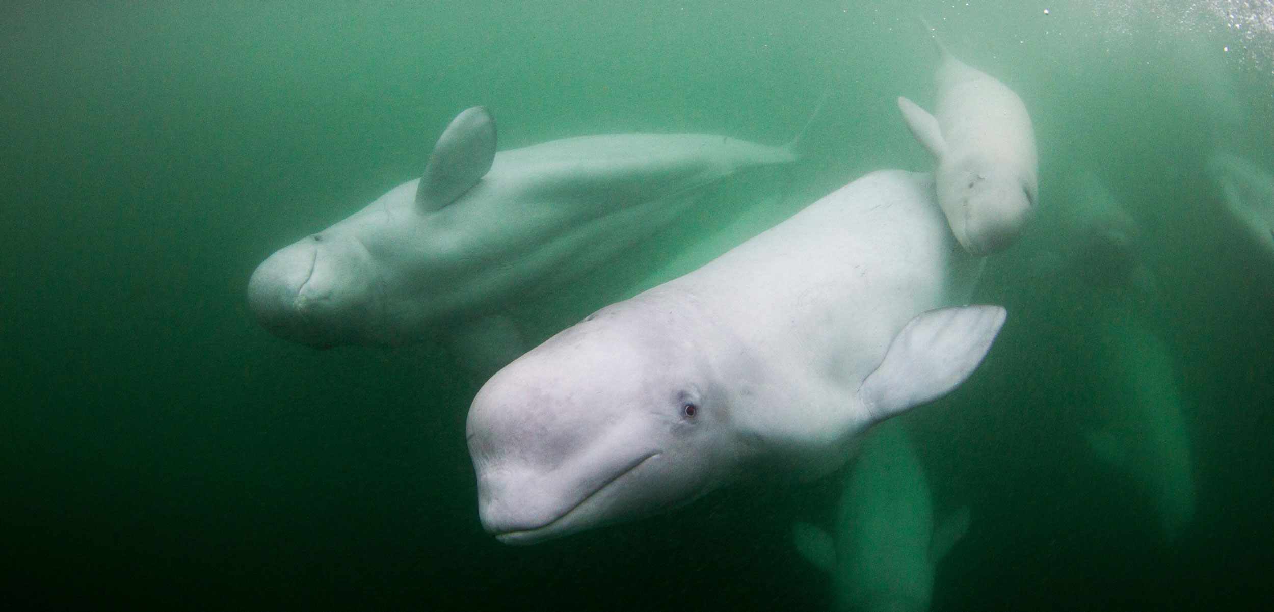beluga whales underwater