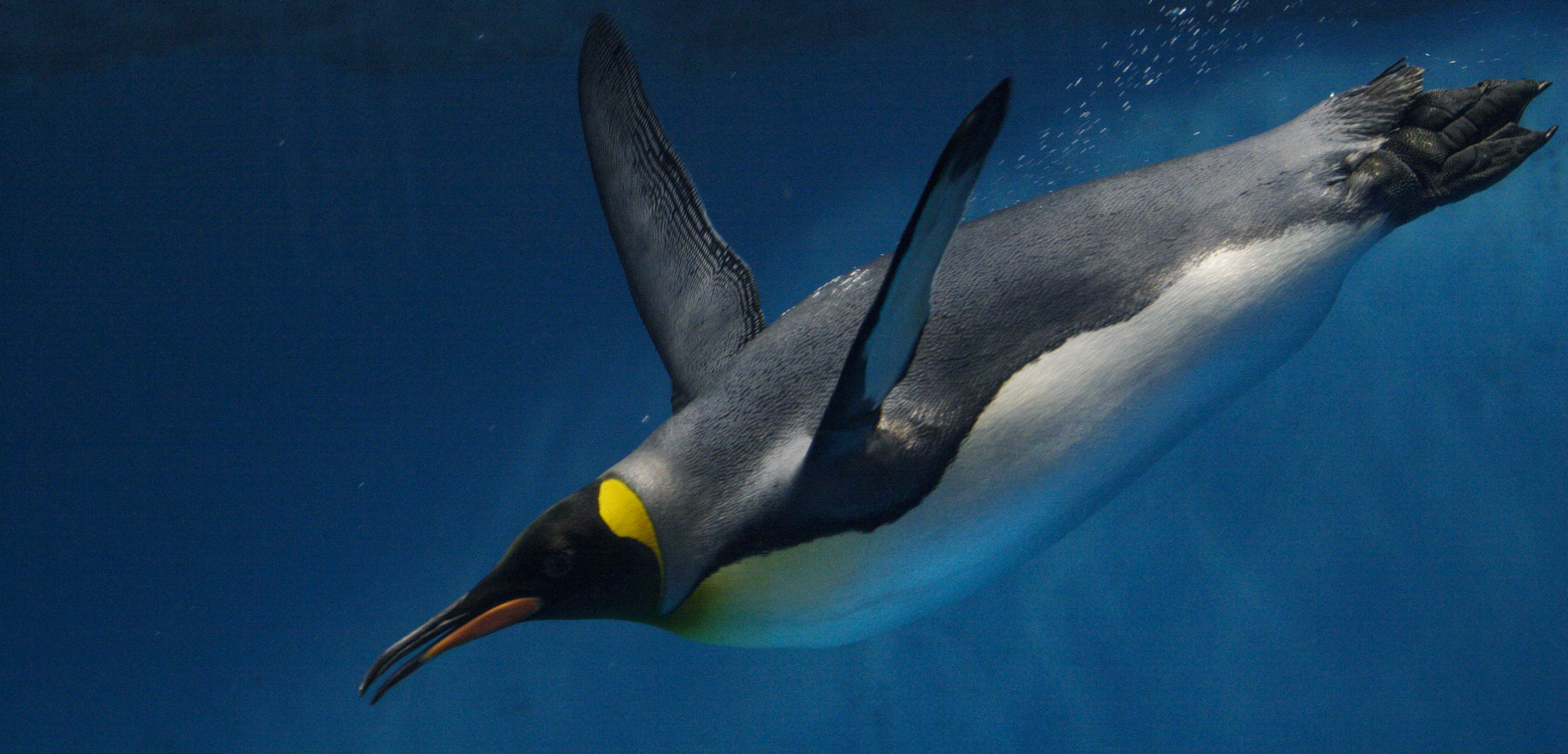 King Penguin (Aptenodytes patagonicus) swimming