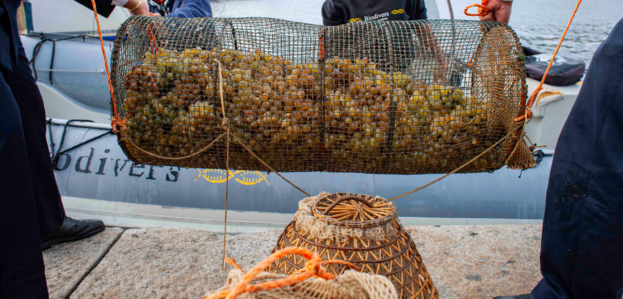 basket of grapes at dock
