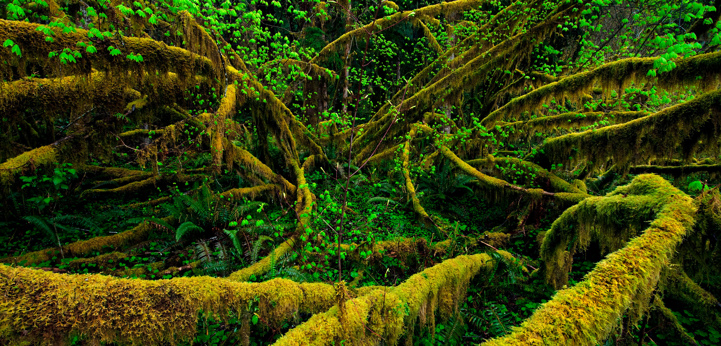 Moss-covered Vine maples in the Hoh River Rainforest