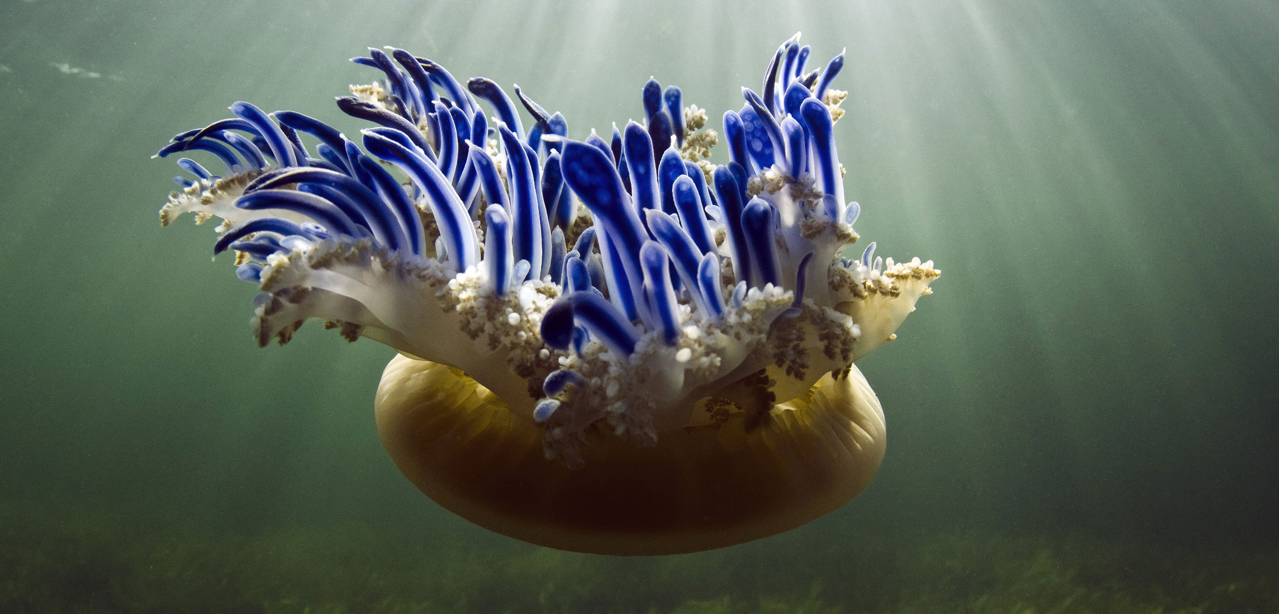 The Upside of Upside-Down Jellyfish | Hakai Magazine