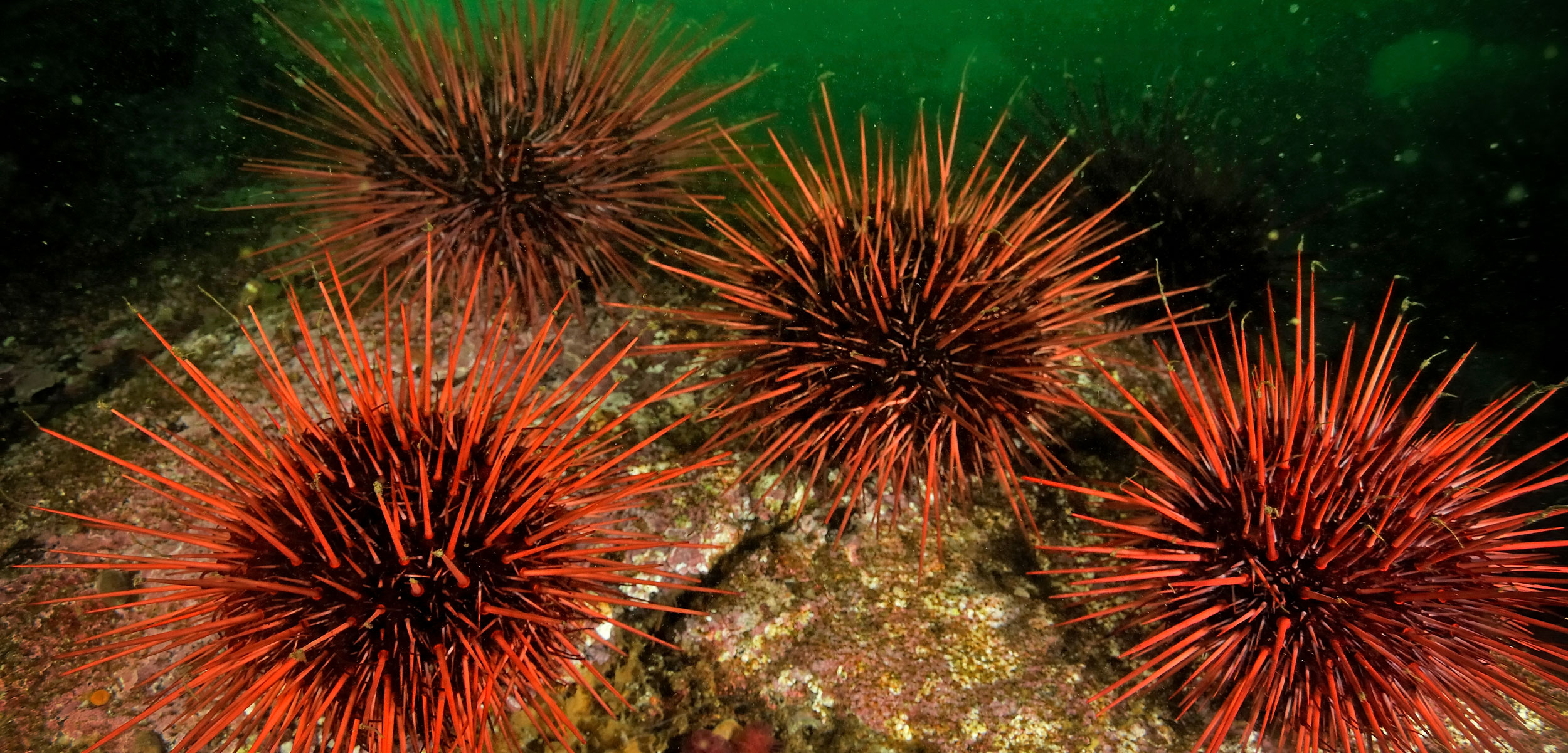 red sea urchins