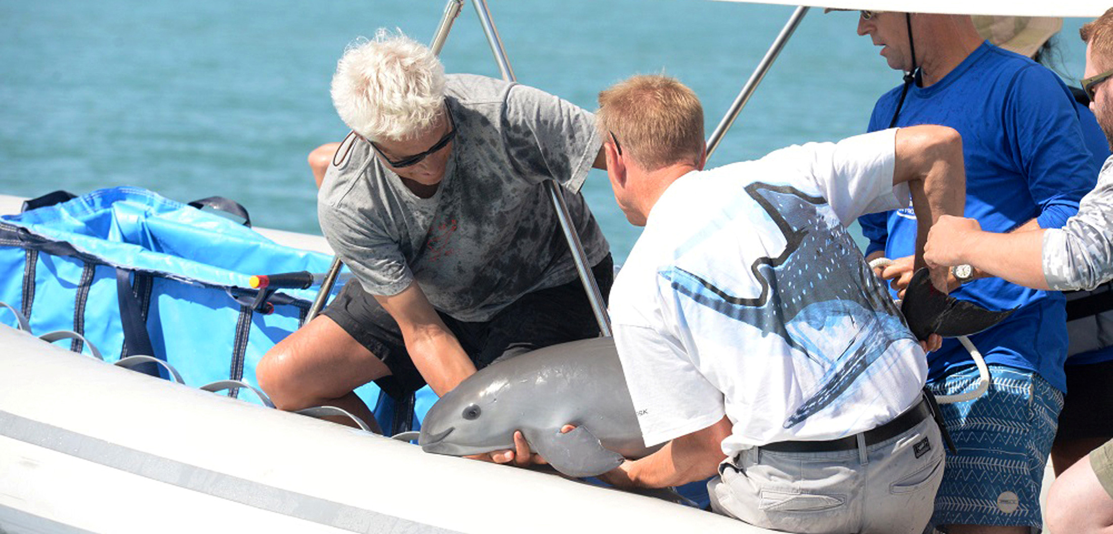 The first vaquita caught by VaquitaCPR—a juvenile—had to be released. The international group was aiming to establish a captive breeding program for the highly endangered porpoise. Photo by Ministry of the Environment and Natural Resources/Reuters