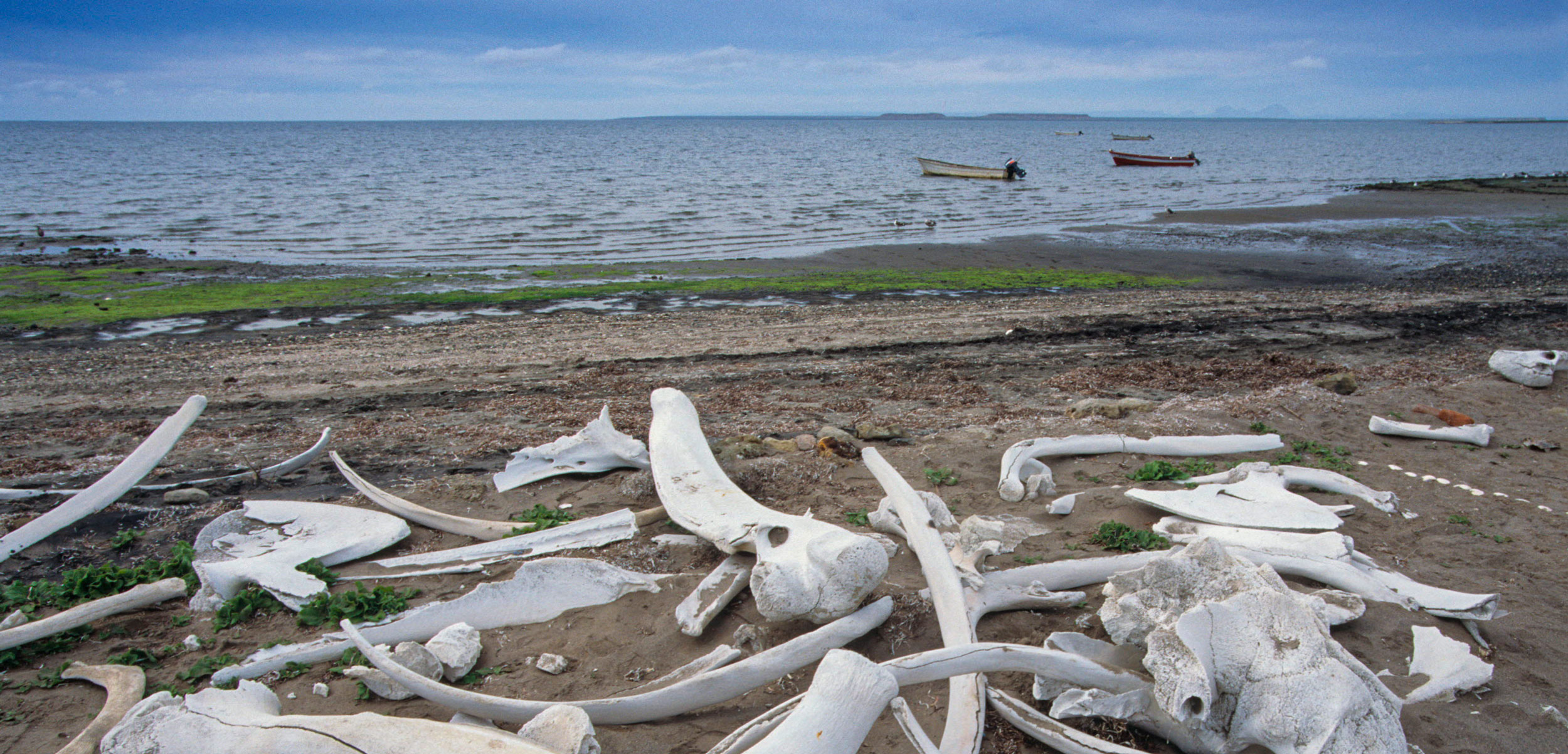whale bones on beach, San Ignacio Lagoon, Baja California, Mexico