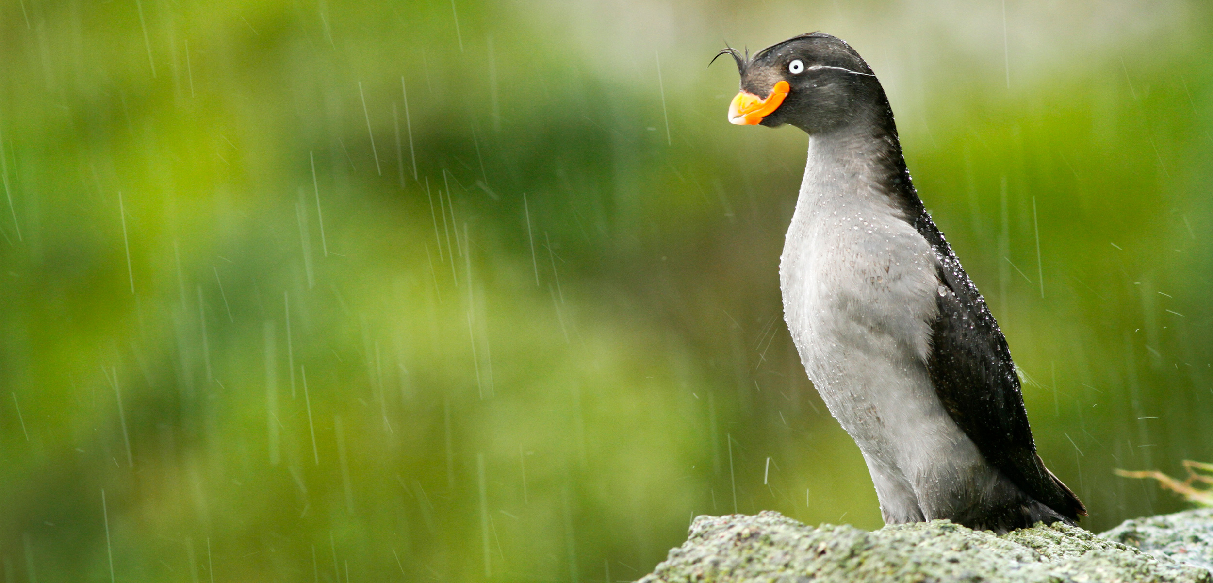 crested auklet on the Aleutian Islands