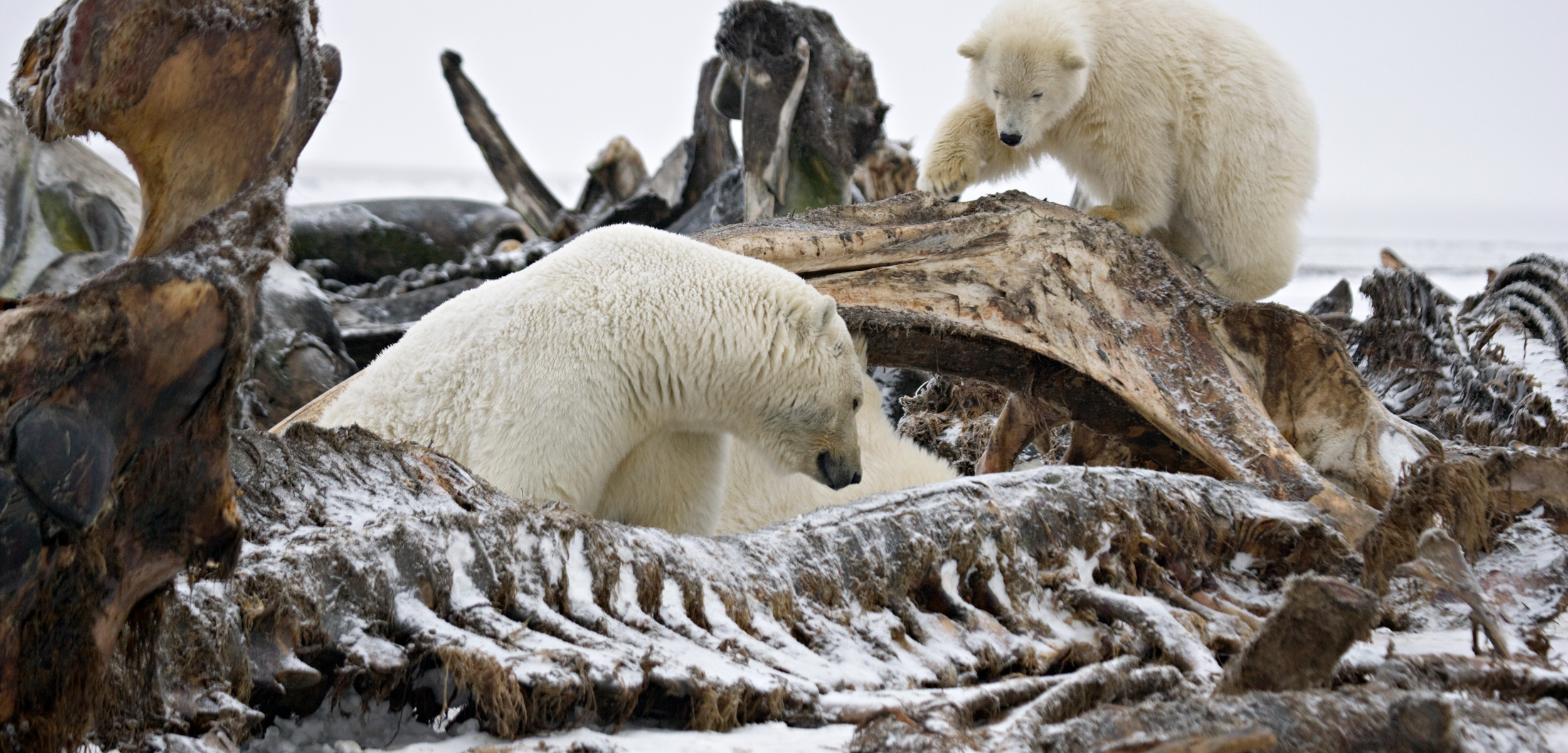 Polar Bears' Plastic Diets Are a Growing Problem | Hakai Magazine