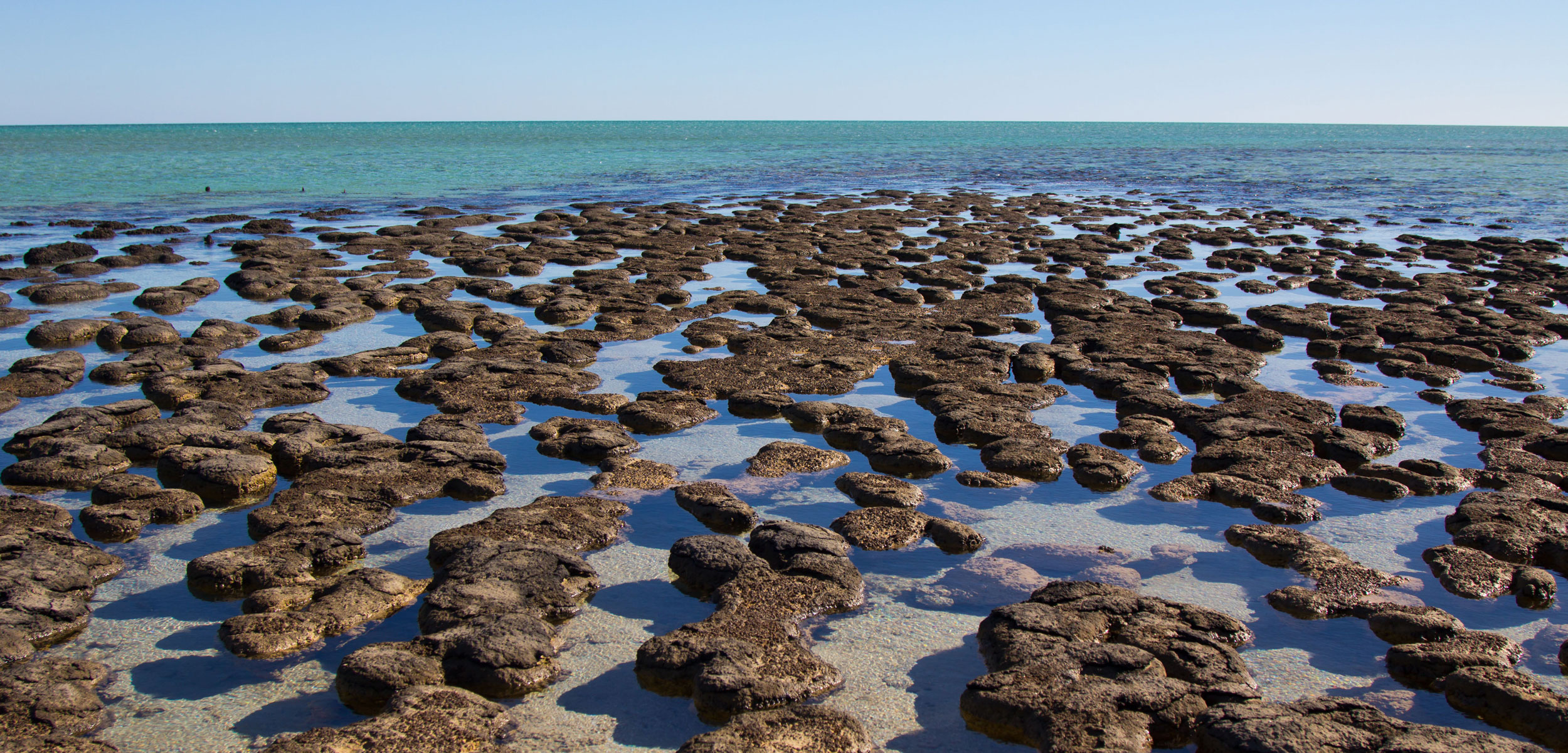 Stromatolites, Shark Bay, Australia