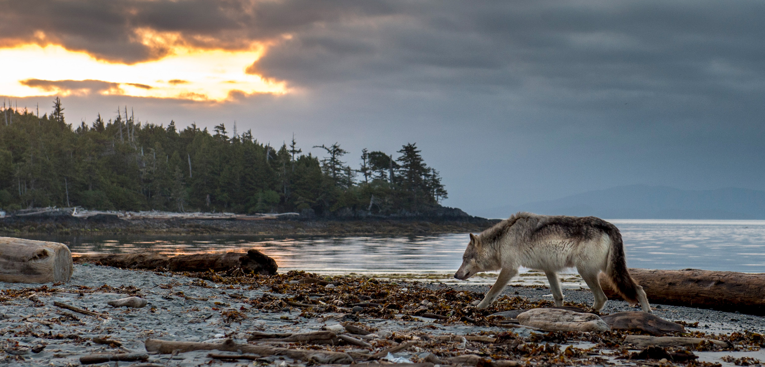 In the 20th century, humans exterminated the gray wolf population of British Columbia’s Vancouver Island, the largest island on the west coast of North America. The animals repopulated the island by the end of the century, and now live side by side with people. Photo by April Bencze