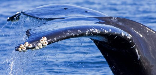 What Whale Barnacles Know | Hakai Magazine
