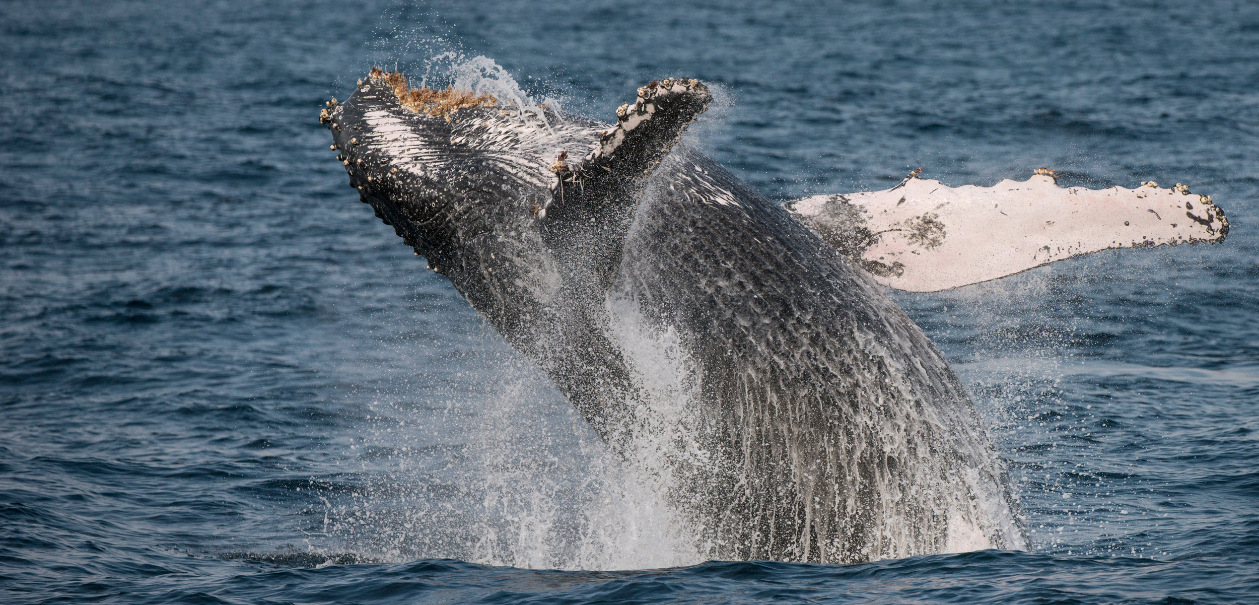 One of the most frequently asked questions about whales is why they breach. A study of humpback whales migrating past Australia offers the most definitive answers yet. Photo by Pete Oxford/Minden Pictures