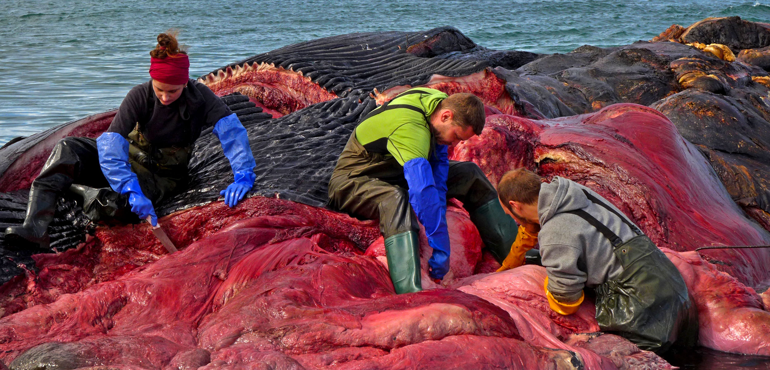 researchers and volunteers remove the flesh from a dead blue whale