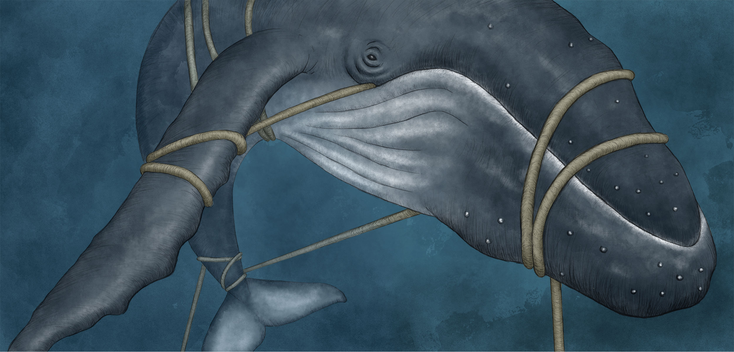 illustration of an entangled humpback whale