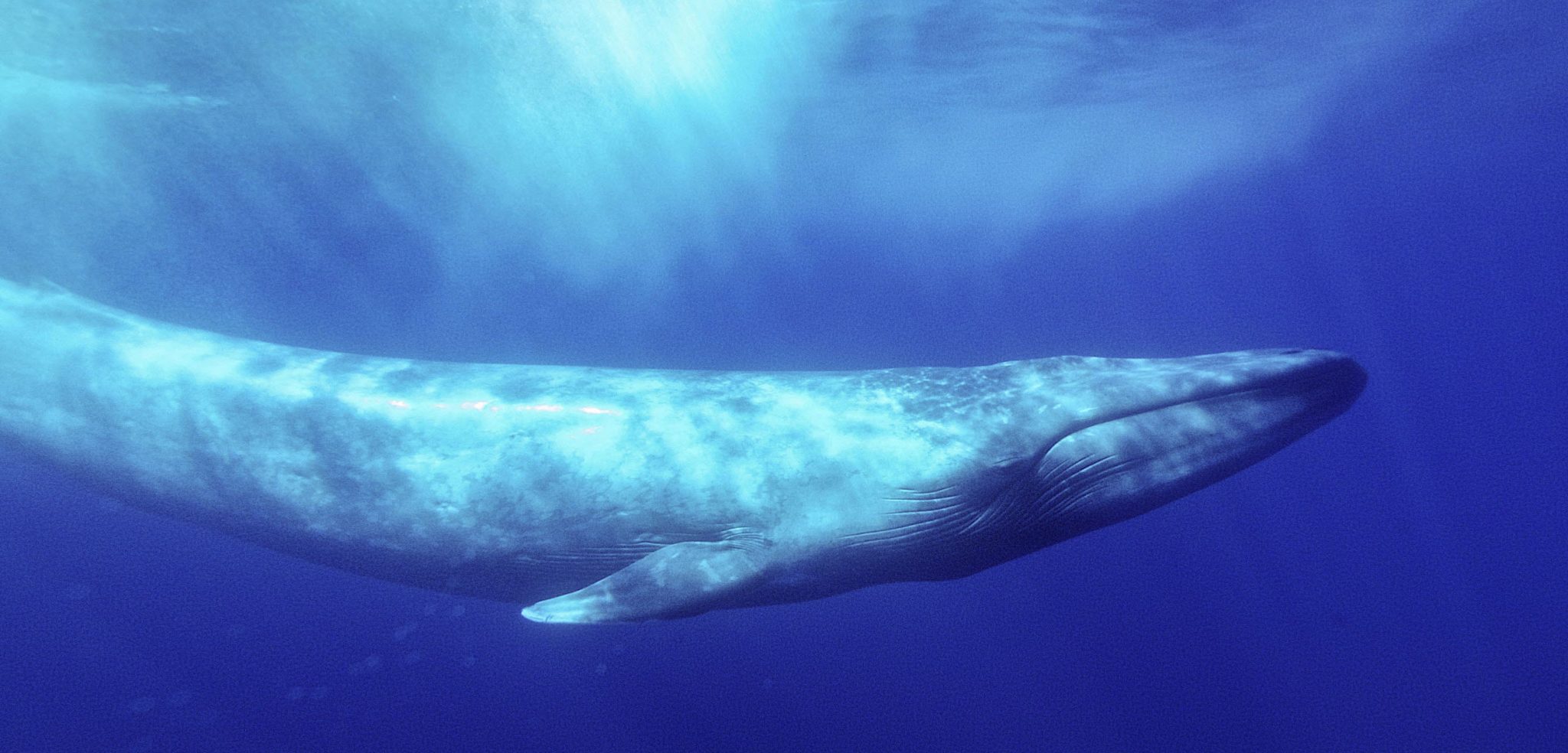 The Evasive Behavior of Blue Whales | Hakai Magazine