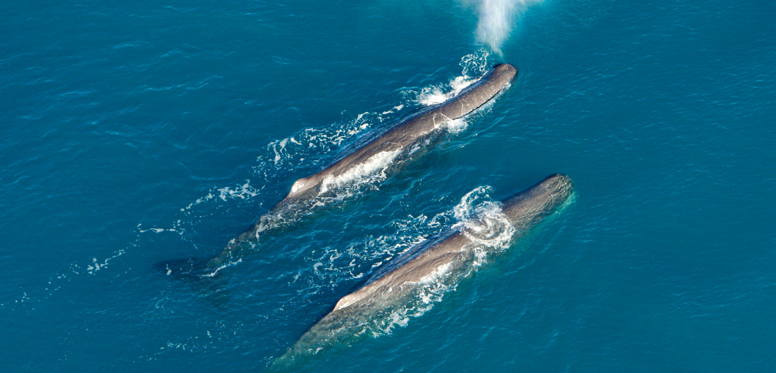 Aerial view of two adult male sperm whales