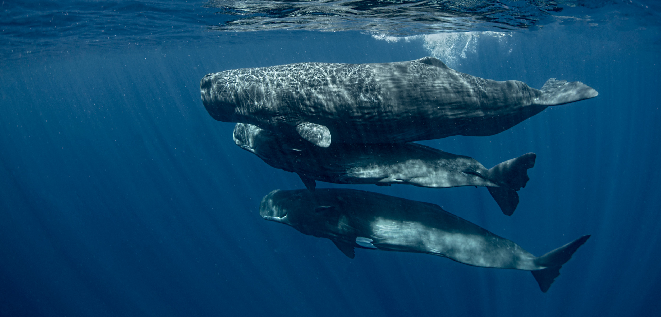 Three Sperm whale calves