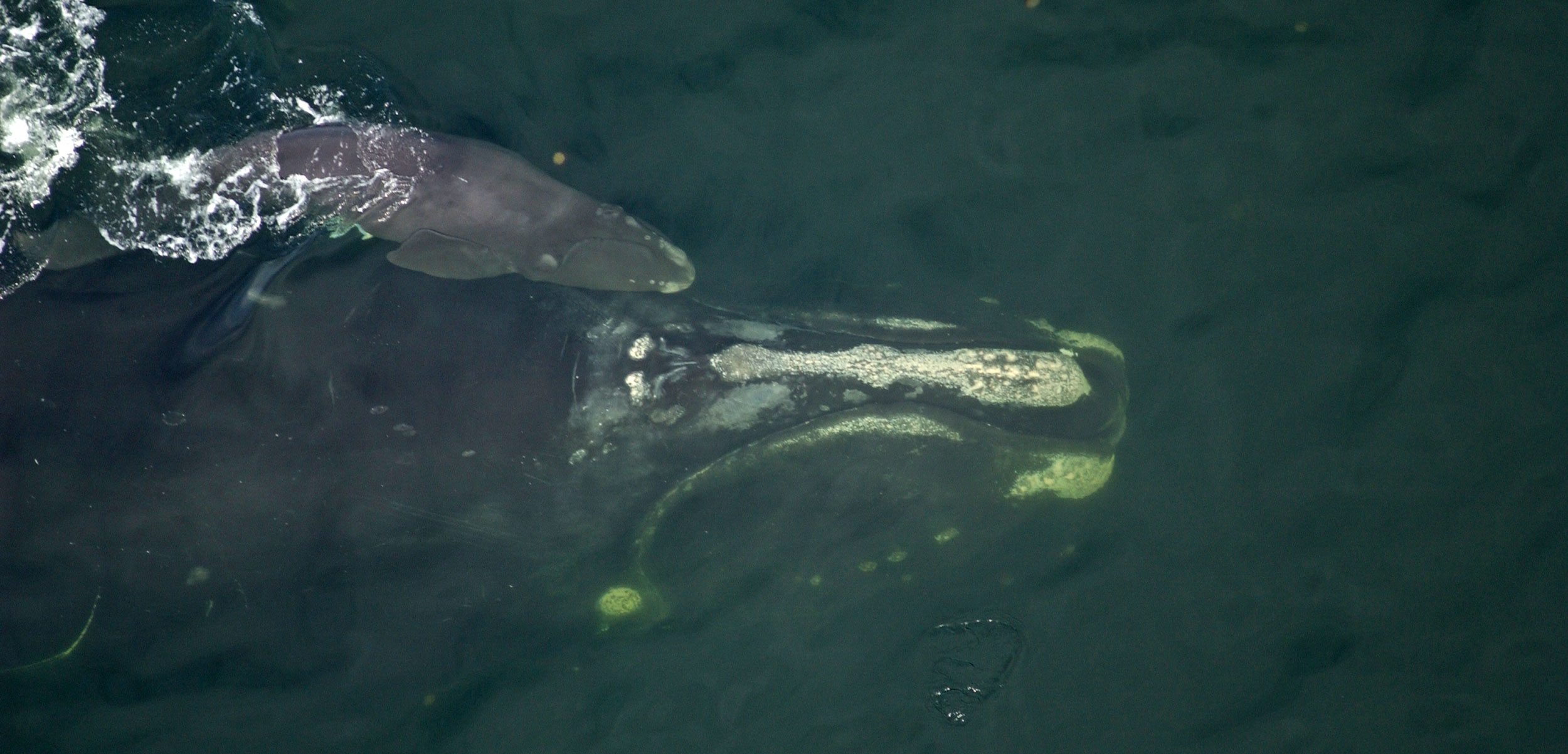 aerial view of north atlantic right whale and calf