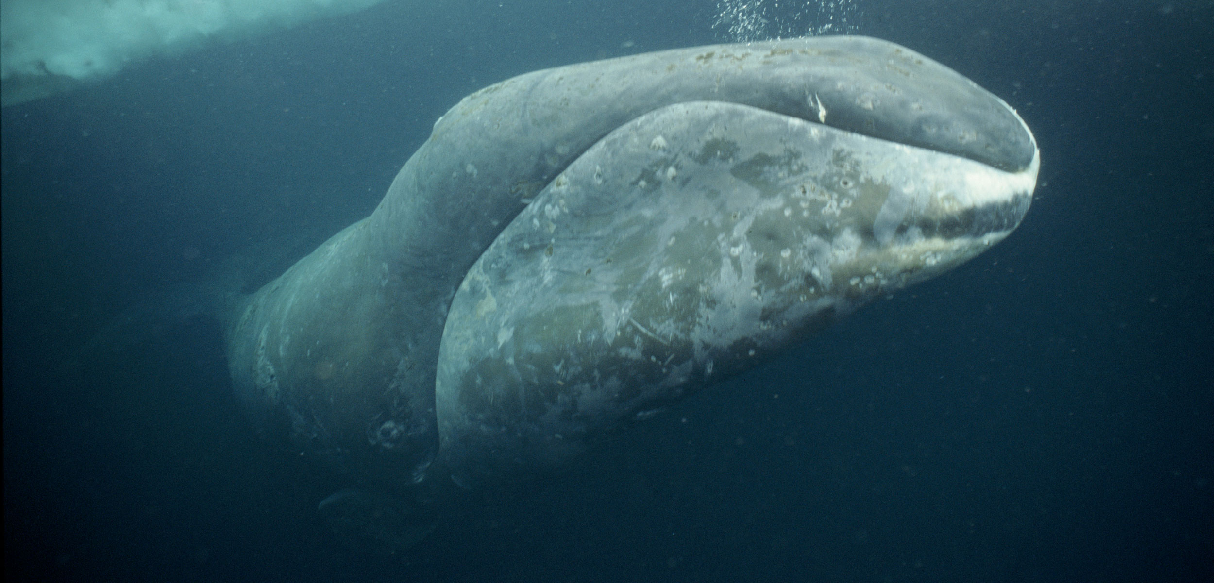a bowhead whale in the arctic
