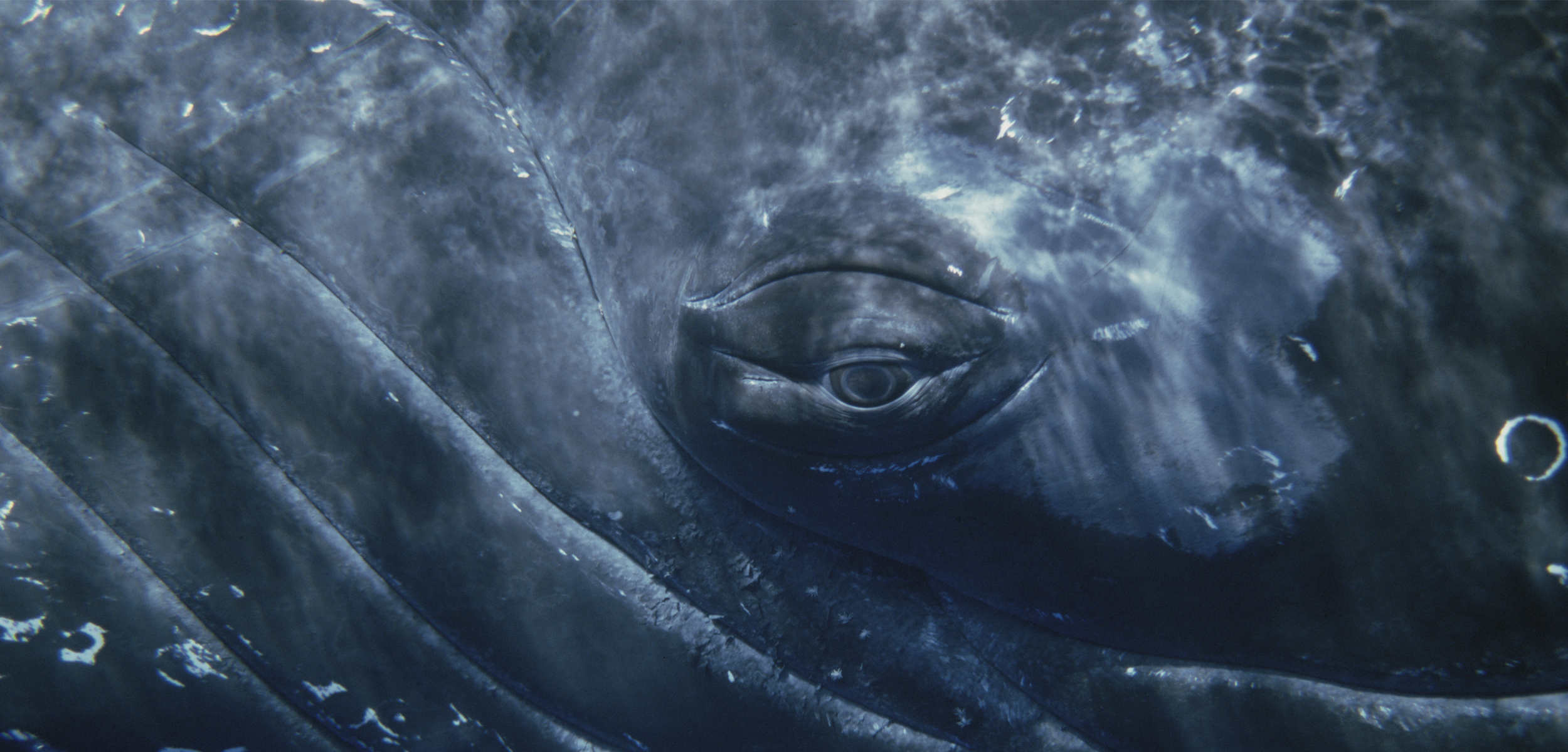 A close up shot of a whale eye. The image is dark blue and has wrinkles along the whales body