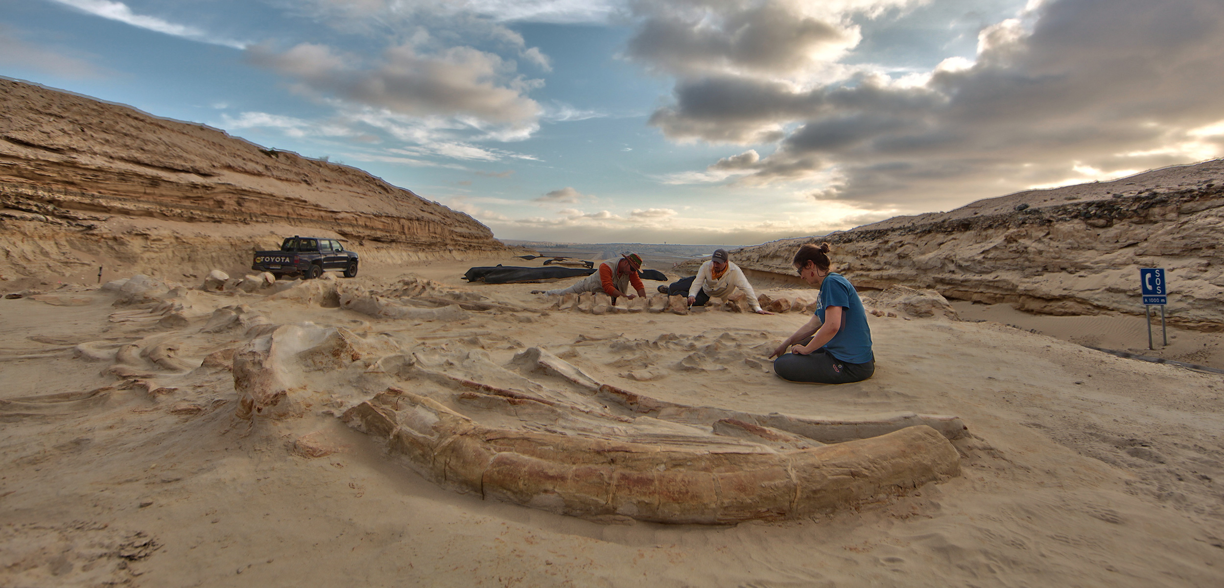 Chilean and American scientists study several fossil whale skeletons at Cerro Ballena (whale hill) in Chile’s Atacama Desert in 2011. Photo by Adam Metallo/Smithsonian Institution