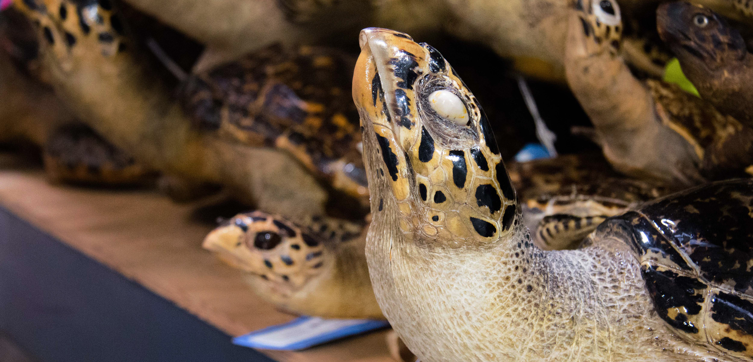 Mounted hawksbill sea turtles are among the many coastal wildlife products housed at the National Wildlife Property Repository near Denver, Colorado. The critically endangered turtles are often poached from the wild for their meat, skin, and shells. Photo by Gloria Dickie