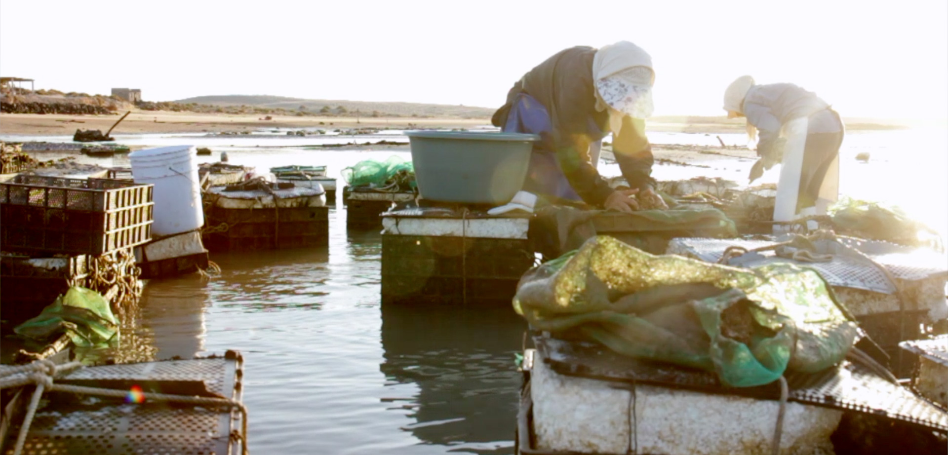 woman farming oysters in Mexico