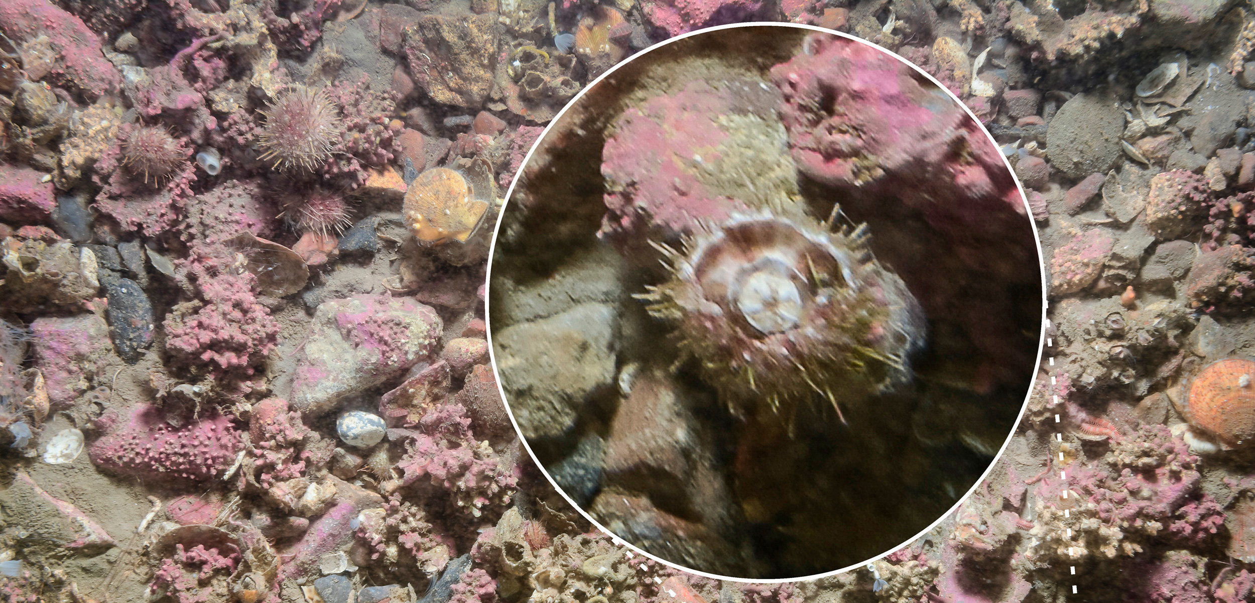 badly injured sea urchin