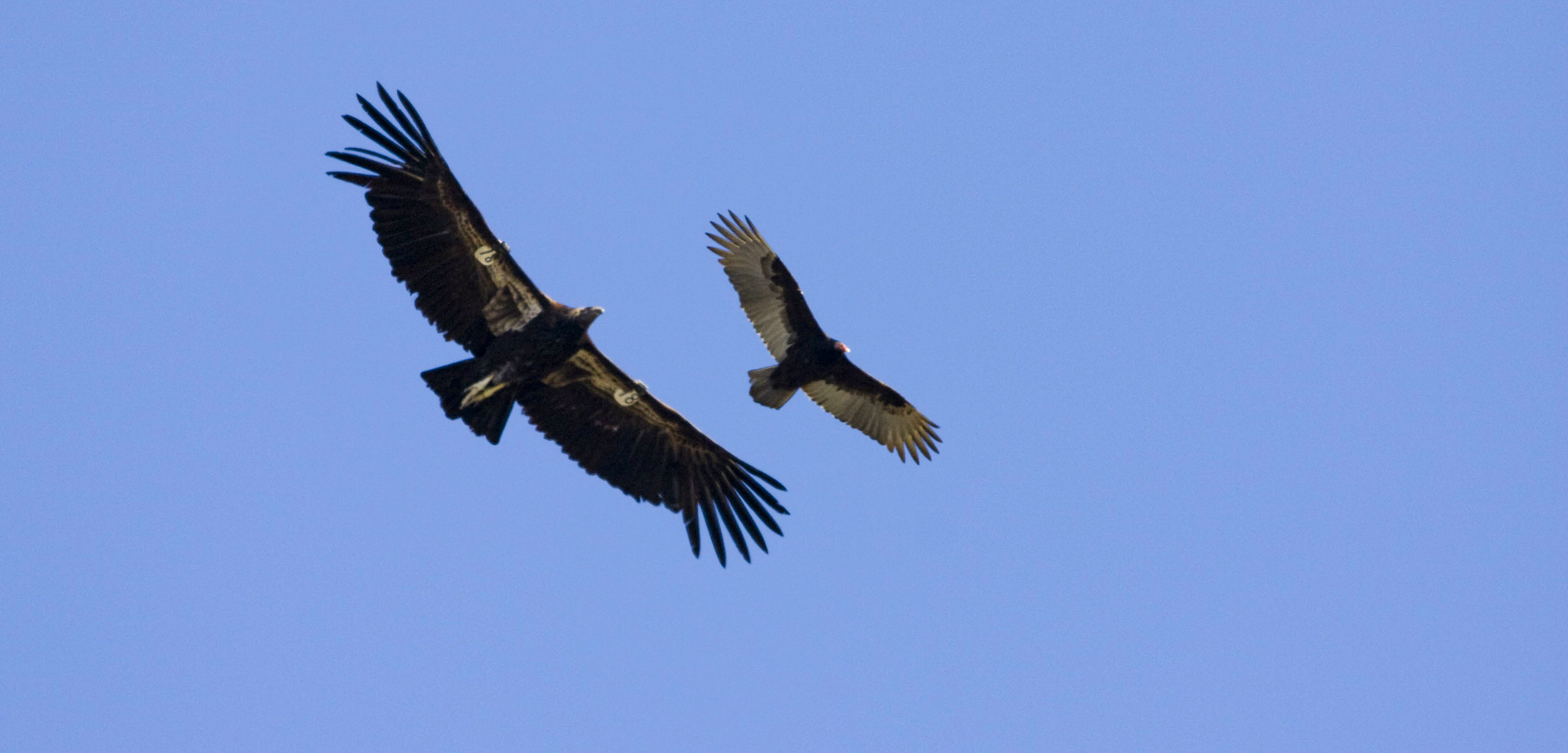 California condors in flight