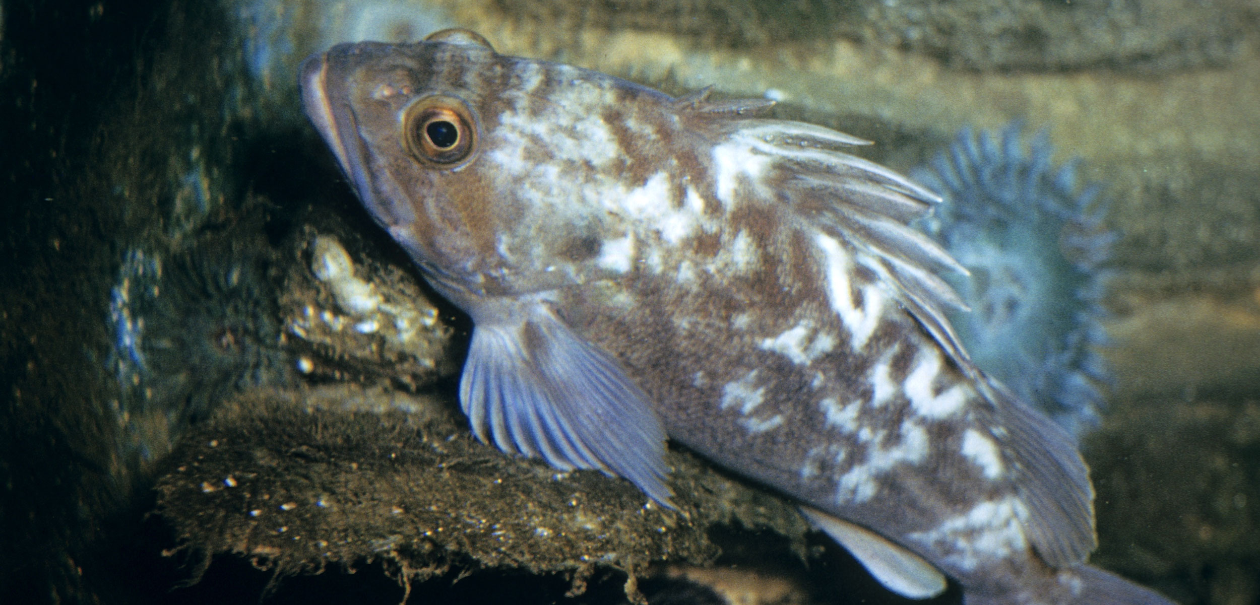 Kelp Rockfish (Sebastoides atrovirens) California