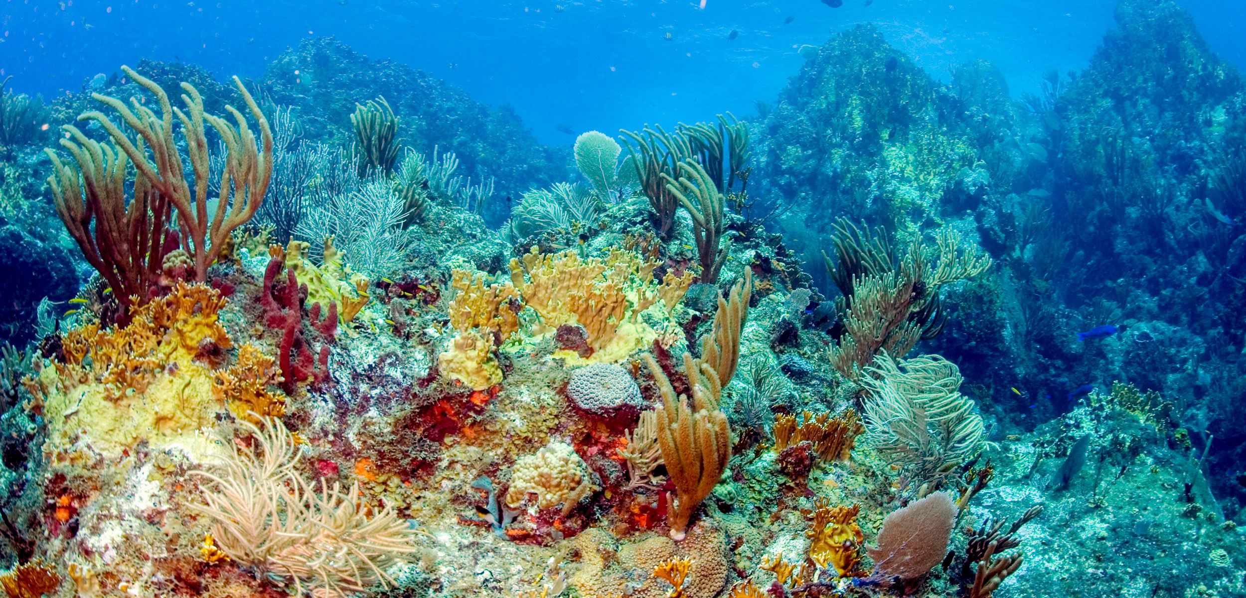 caribbean coral reef