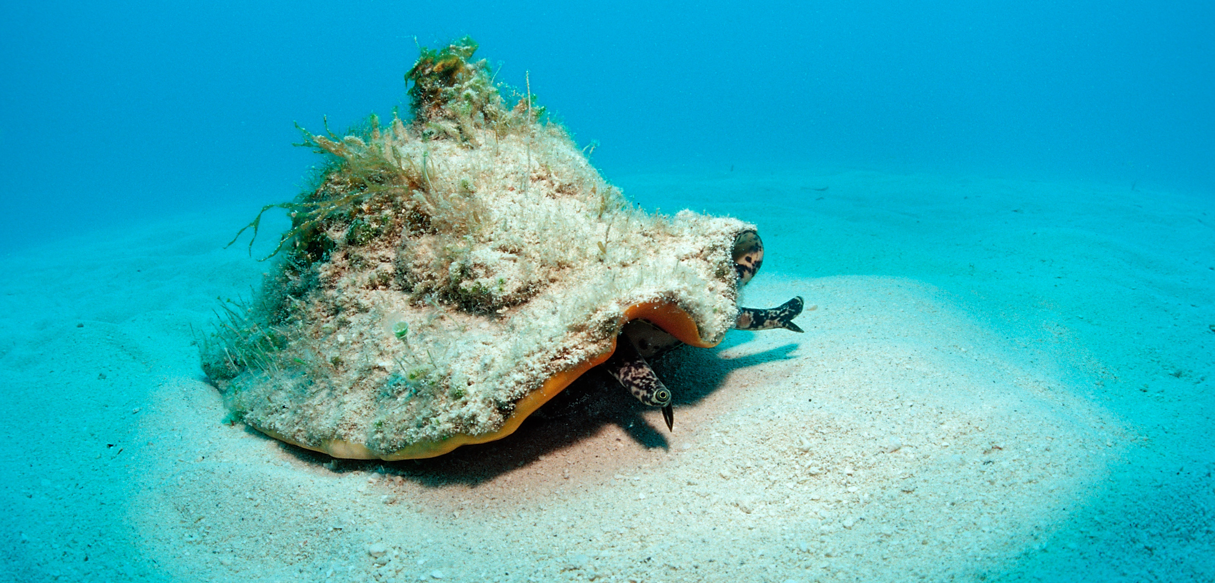 queen conch on the ocean floor