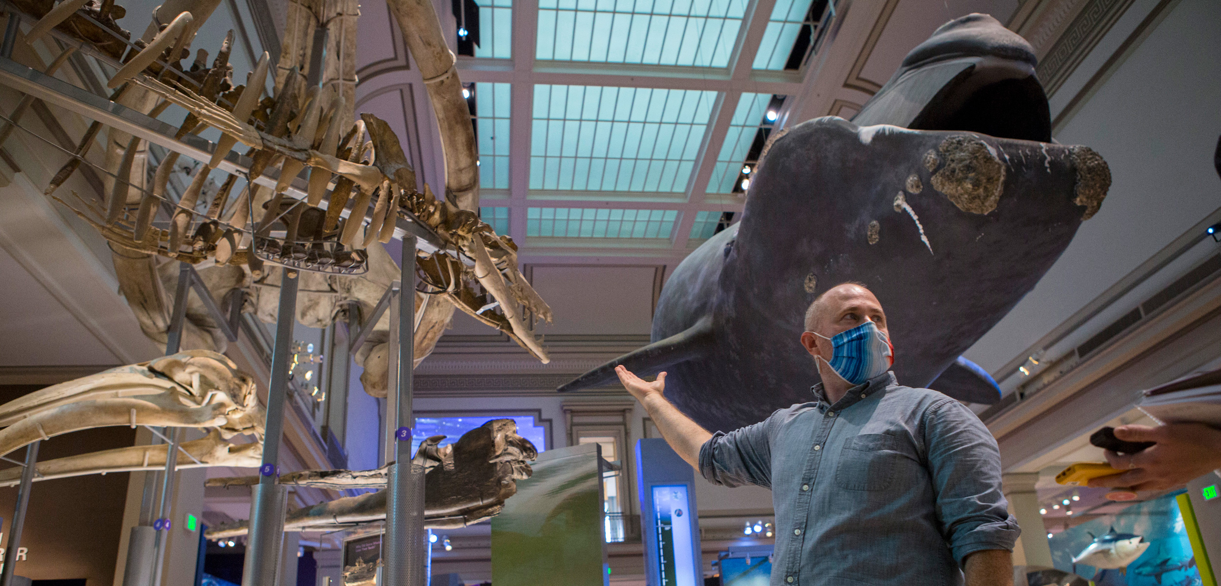 North Atlantic right whale displayed at the National Museum of Natural History in Washington, D.C.